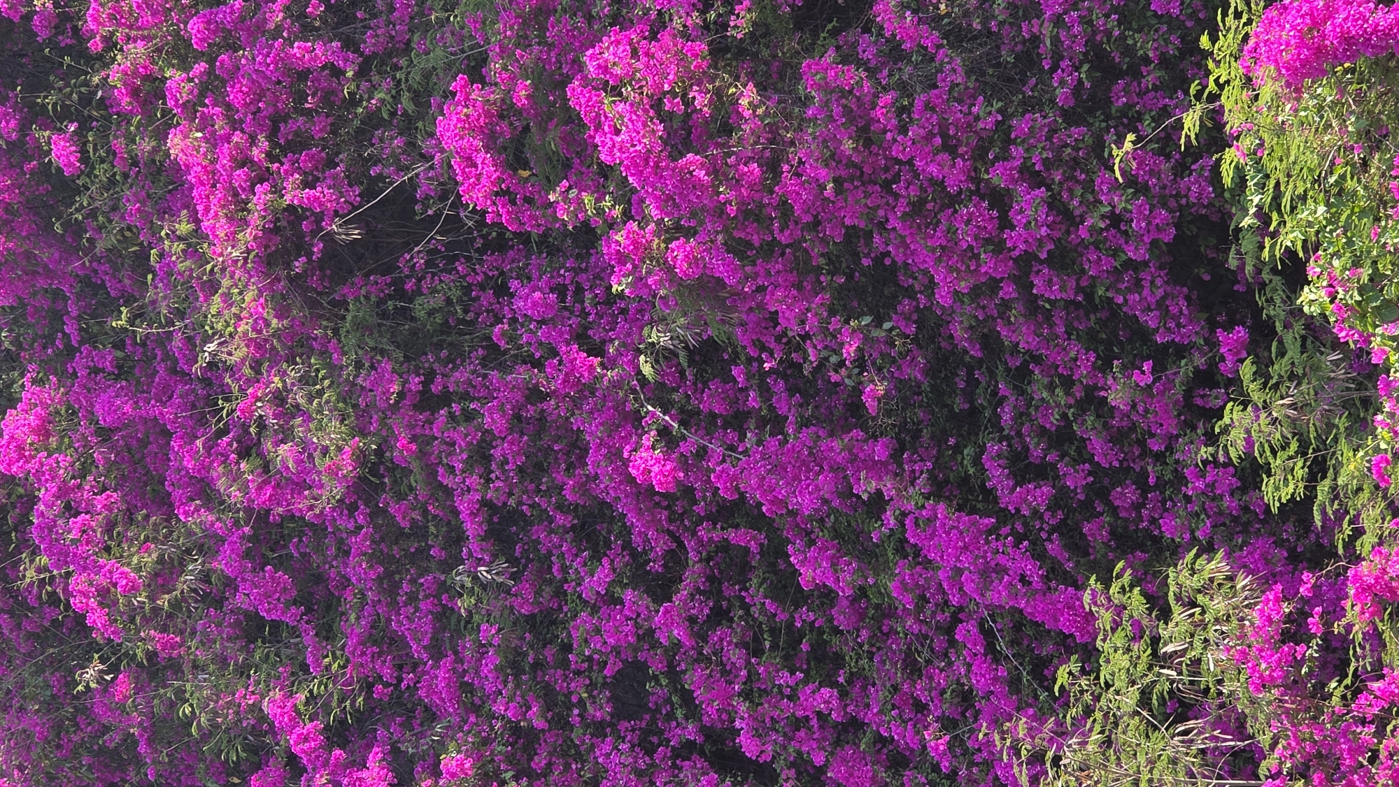 The image shows a dense wall of vibrant pink bougainvillea flowers, interspersed with some green foliage. The location is likely in Bắc Nha Trang, Vietnam. There are no people visible in the frame. The primary subject is the bougainvillea wall, creating a textured, floral display.