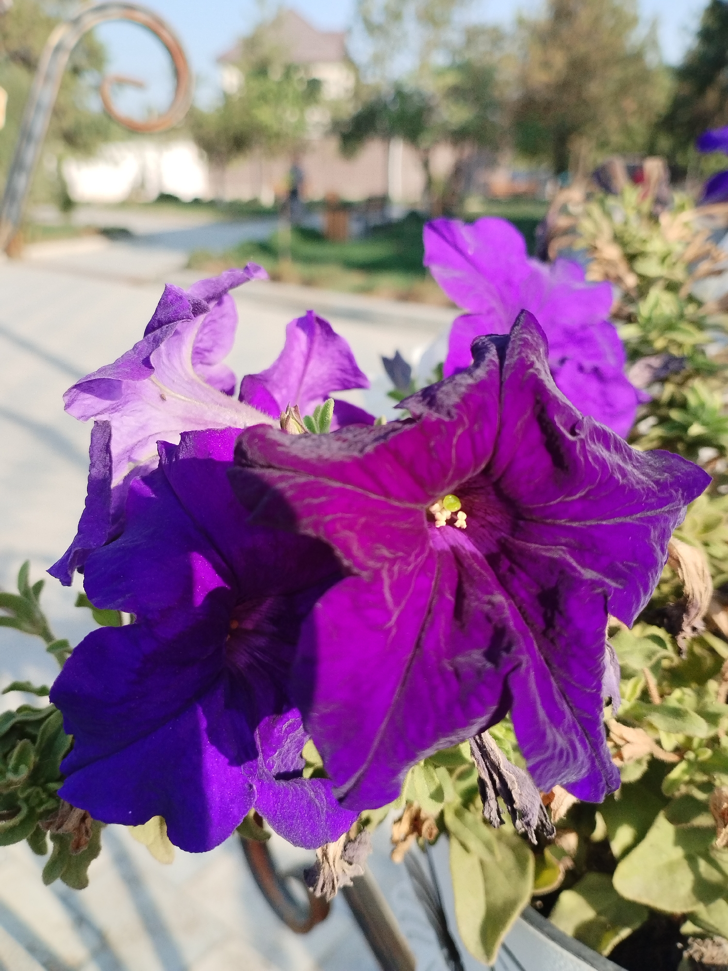The image shows a close-up of several deep purple petunia flowers. The flowers are in bloom, with some slightly unfurled and others more open, revealing their delicate, ruffled petals and the yellowish-green pistil and stamens at the center. The petals have dark veins that add texture and depth. In the background, the scene is blurred, suggesting an outdoor setting. A decorative metal fence with a spiral element is partially visible on the left. Further in the background, there are hints of buildings, trees, and a clear sky, indicating a daytime scene in an urban or suburban environment. The focus is entirely on the vibrant purple flowers, which are the primary subjects. The lighting suggests natural sunlight, casting shadows on the petals. This scene could be located in a park, garden, or street in Kyzyl-Kyya, Kyrgyzstan.