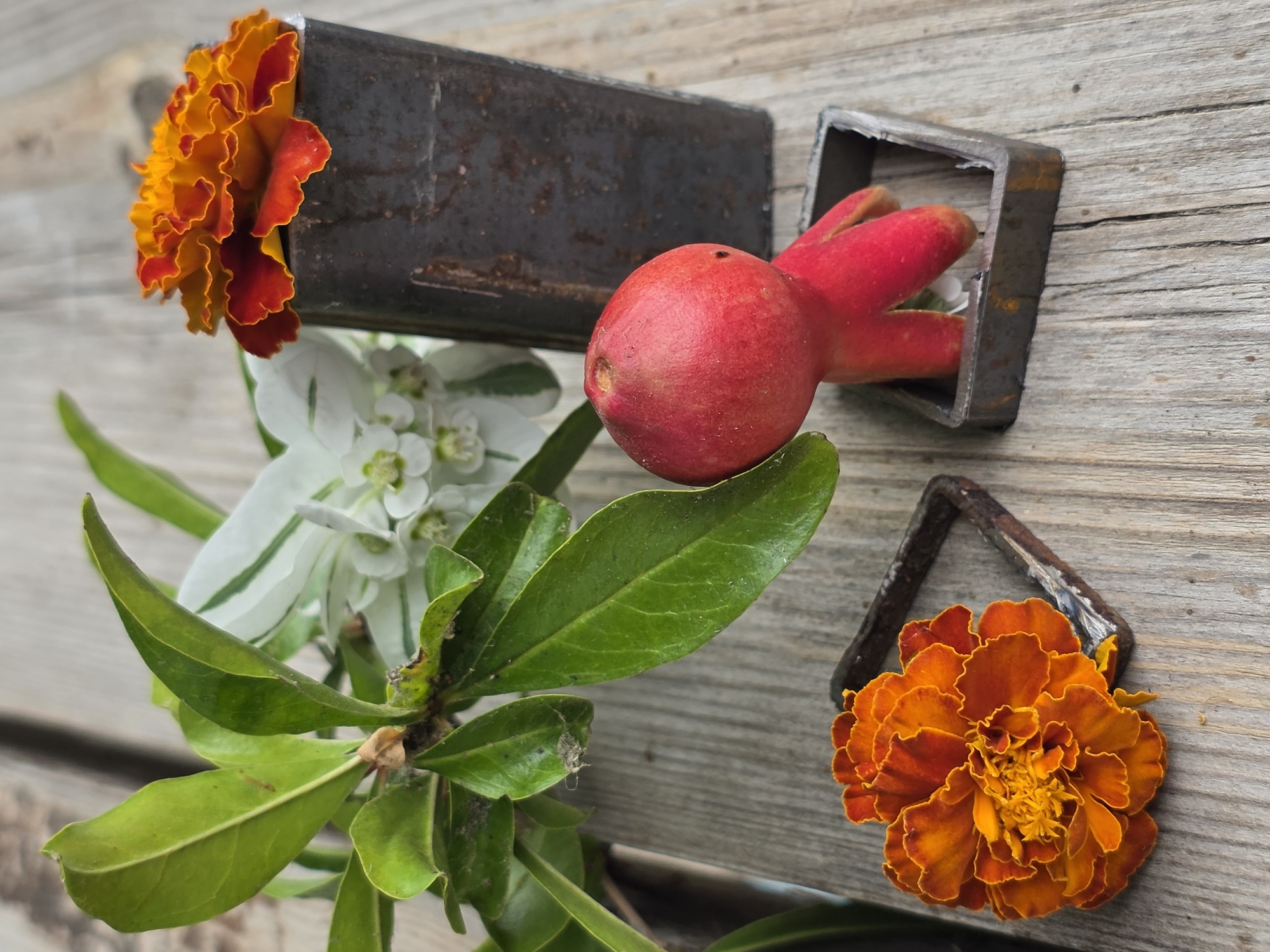 A still life composition features a red fruit, possibly a pomegranate, with four tendril-like appendages, placed upright in a small, square, dark metal frame. To its right, a tall, rectangular, dark metal container holds an orange marigold flower. To the left of the fruit, a sprig with vibrant green leaves and small white flowers with green centers is partially visible. Another orange marigold flower rests on the wooden surface to the lower left, partially framed by a square, dark metal object. The entire arrangement is set against a backdrop of weathered wooden planks, suggesting an outdoor or rustic setting. There is no indication of a specific location in Baku, Azerbaijan.