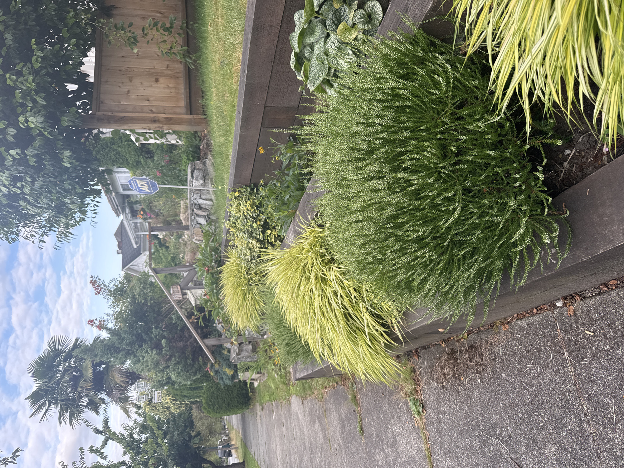 The image depicts a residential street in Vancouver, Canada, with a sidewalk lining a raised garden bed. The garden bed is filled with a variety of plants, including lush green bushes and ornamental grasses with a yellowish hue. The garden bed is bordered by dark wooden planks. In the background, a house with a wooden fence and an ADT security sign is visible. Trees and other greenery are scattered throughout the scene, suggesting a well-maintained residential area. The sky is partly cloudy, indicating moderate weather conditions. No people are present in the image.