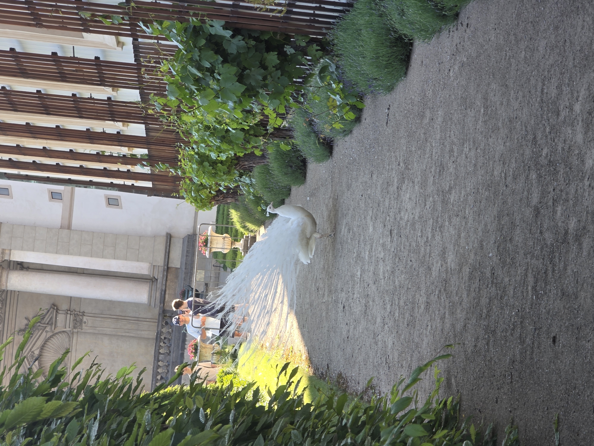 The image shows a white peacock walking along a gravel path in a garden, seemingly in Europe, given the style of architecture. The path is lined with greenery, including bushes and climbing plants on a trellis. Two people are partially visible in the background, standing near a building with classical architectural details. The overall scene appears to be a well-maintained garden within a city.