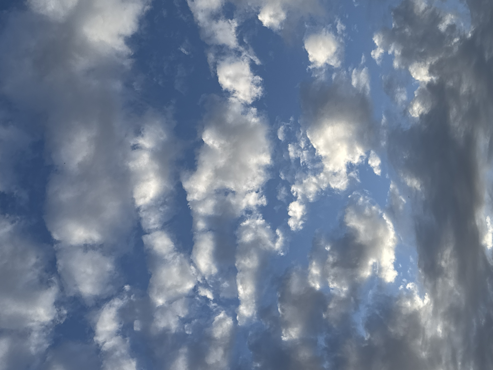 The image shows a sky filled with scattered white and grey clouds against a bright blue sky. Some clouds are illuminated by sunlight, appearing bright white, while others are darker, suggesting they may be thicker or casting shadows. There are no visible people, structures, or specific landmarks that would indicate a particular location within the city of Bellheim, Germany. The scene is entirely focused on the natural atmospheric conditions of the sky.
