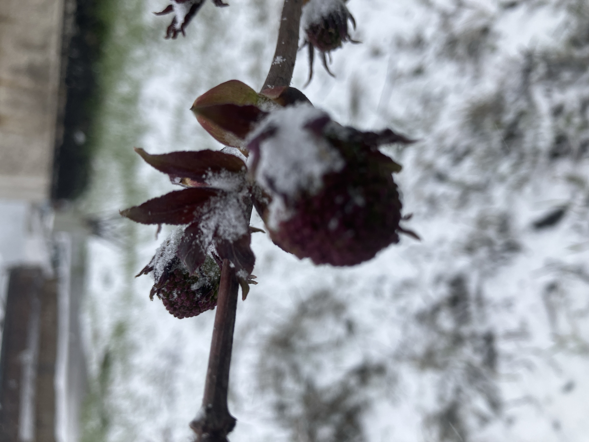 The image shows a close-up of a plant branch covered in snow. The branch has several buds, also covered in snow. The background is blurred and appears to be a snowy outdoor scene, possibly in the city of Noviy, Russia.
