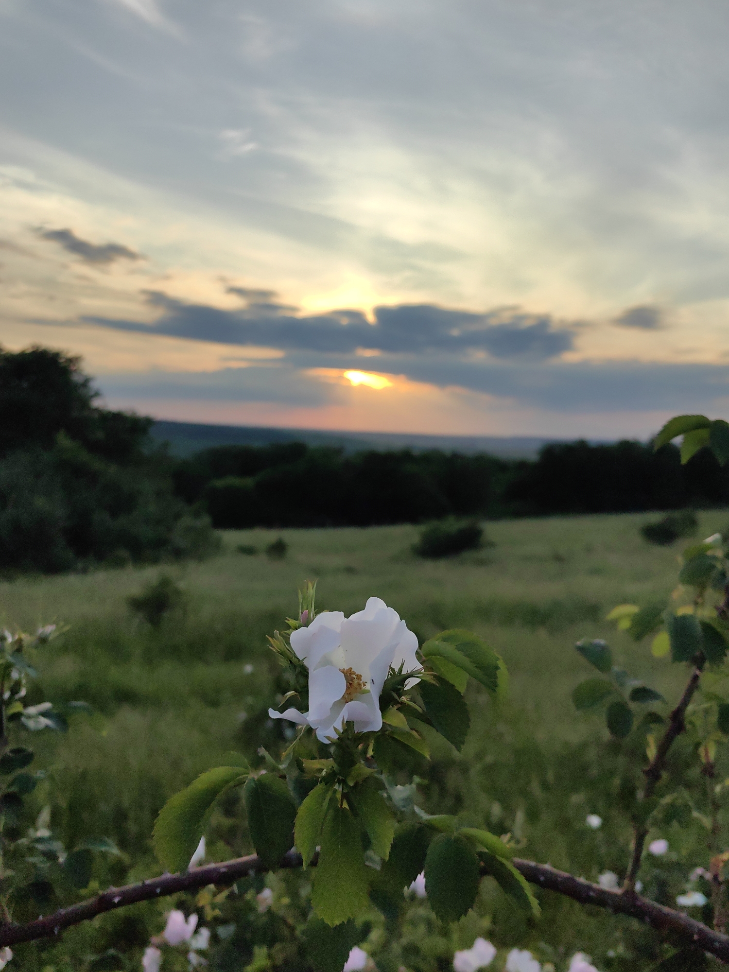 A close-up, ground-level photograph depicts a solitary white flower in the foreground against a natural landscape during twilight. The flower, positioned slightly to the right of the frame's center, possesses five distinct white petals and a visible yellow stamen structure. It is attached to a dark brown branch with small green leaves, some of which exhibit slight thorns. Additional out-of-focus white/pink flowers and branches are present below and to the sides of the main flower.
The midground reveals an expansive, uncultivated green field, predominantly covered in grass and scattered with dark green bushes or small trees. This field extends horizontally across the image, receding into the distance.
In the background, a dark green band of dense foliage, likely trees or a forest, marks the horizon line. Beyond this treeline, the terrain appears to be a sequence of rolling hills or distant landforms, rendered in progressively muted shades of green and blue due to atmospheric perspective.
The sky occupies the upper portion of the frame, dominated by a mix of light grey and darker clouds. On the right side, a burst of intense golden-orange light emanates from behind a cluster of dark clouds, indicating the presence of the sun, either rising or setting. Streaks of light pierce through the clouds directly above the visible sun, creating a crepuscular ray effect. The overall lighting suggests low natural light conditions, characteristic of dawn or dusk. No human figures or man-made structures are discernible in the image. The location is Unknown, Unknown.