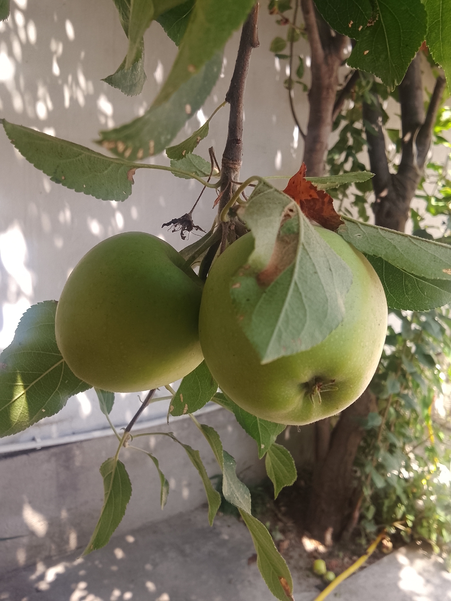 Two unripe green apples hang from a tree branch, with lush green leaves and a few brown, withered leaves surrounding them. The apples are a vibrant green, with slight yellowing in some areas. One apple is positioned in the foreground, partially obscured by leaves, while the other is slightly behind and to the left. The tree trunk and branches are visible in the background, along with more foliage and dappled sunlight creating shadows on a light-colored wall. The scene appears to be outdoors, likely in a garden or orchard. The image was taken in Sharg'un, Uzbekistan.