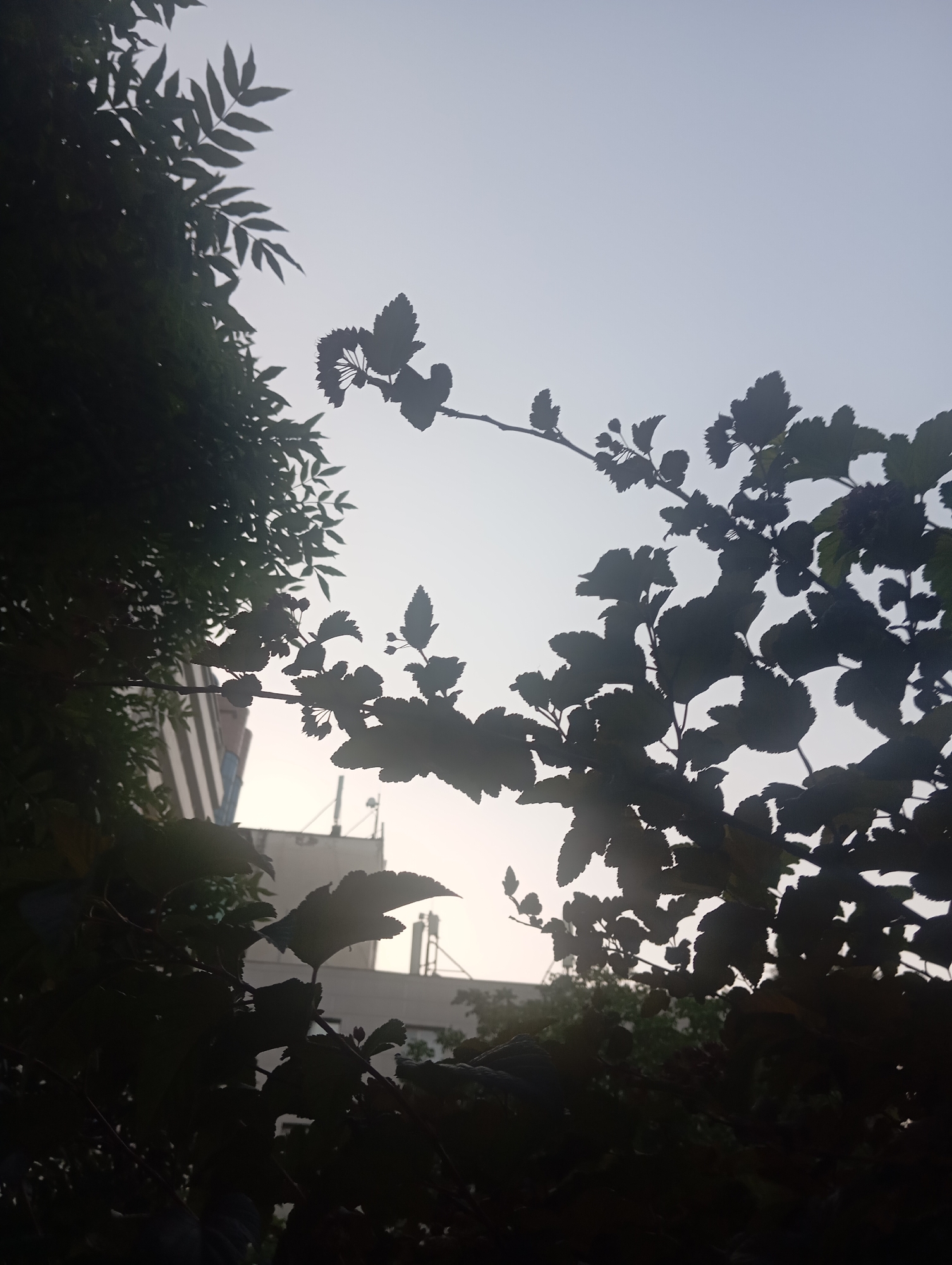 The image depicts a silhouette of foliage against a hazy, overcast sky, likely taken at dawn or dusk. In the background, partially obscured by the leaves, are parts of buildings, including what appears to be a modern building with vertical lines, suggesting an urban environment. There are also antennas or communication towers visible. The foliage itself is dense and appears to be from several different plants, with distinct leaf shapes visible in silhouette. The overall impression is one of a quiet, possibly misty morning or evening in Almaty, Kazakhstan, with the natural elements of trees and plants framing a view of urban infrastructure.