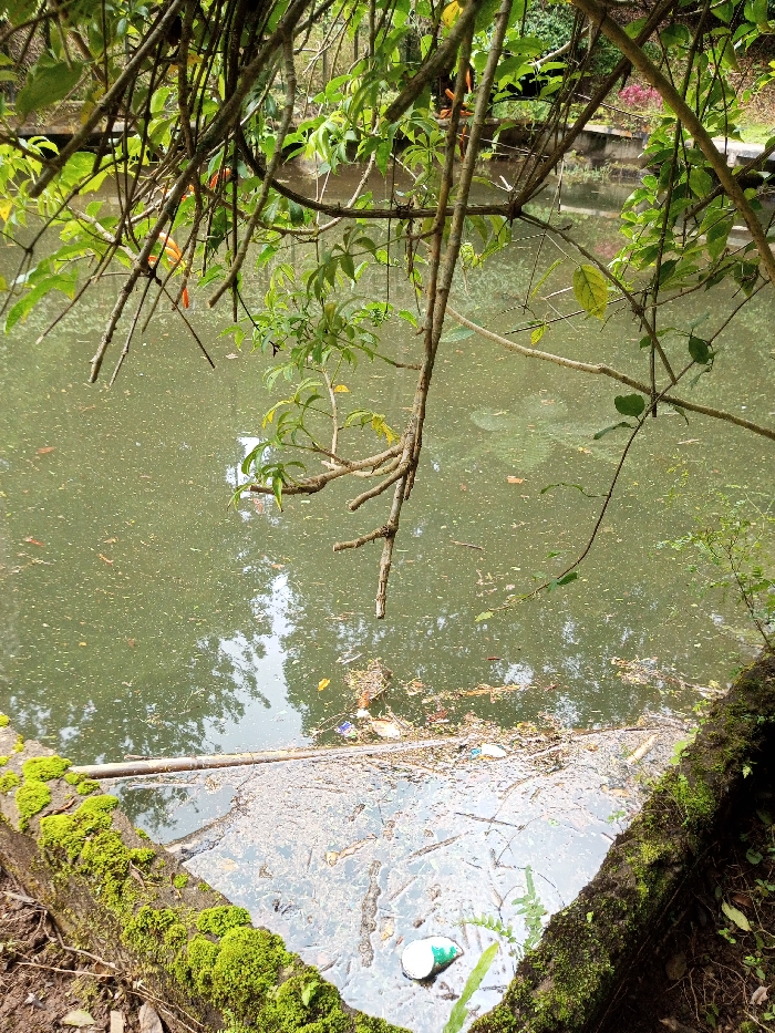 The image depicts a section of a murky, greenish-brown body of water, likely a pond or canal, located in Kanand, India. The water surface is covered with a visible layer of scum and numerous floating particles and debris. Scattered across the water are various items of refuse, including plastic waste such as a green and white cup visible in the lower right, other colored plastic scraps, and organic matter like leaves and twigs. A long, slender pole, possibly wood or bamboo, lies partially submerged along the concrete edge in the foreground.
Overhanging the water from the top and left side of the frame are numerous tree branches, some bare and brown, others bearing vibrant green leaves. Small clusters of orange flowers or fruits are visible on some of the branches. The immediate foreground features a dark, moss-covered concrete or stone retaining wall, which forms a sharp corner. Reflections of overhead trees and sky are discernible on the water's surface amidst the debris. No people are present, and no specific actions or interactions are depicted.