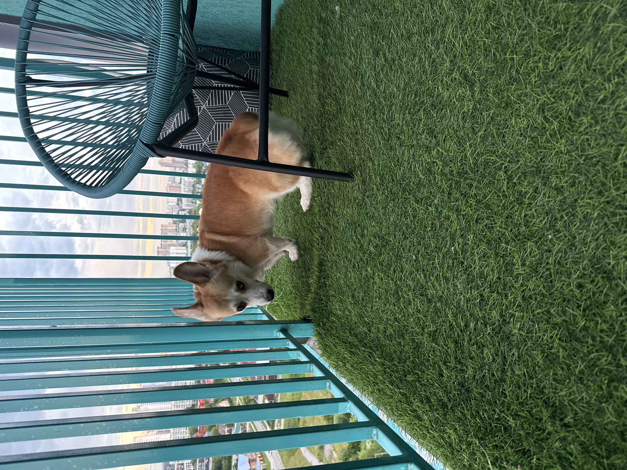 An adult Pembroke Welsh Corgi dog stands on a balcony covered in artificial grass. The dog, predominantly tan with white markings on its chest, neck, and muzzle, faces left, looking slightly downwards. Behind the dog is a teal outdoor chair with a woven seat and black metal legs. The balcony is bordered by a teal metal railing. In the background, a cityscape is visible, with numerous buildings of varying heights and a cloudy sky. The scene appears to be set on a balcony overlooking a residential area in Perm, Russia, likely during a cloudy day.