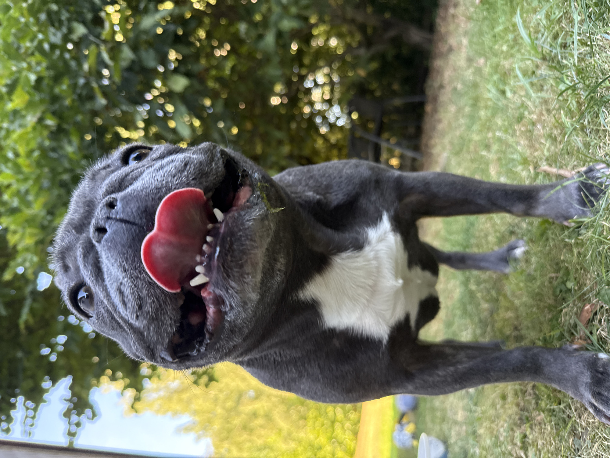 The image shows a French Bulldog in a grassy yard with trees in the background. The dog is dark gray with a white patch on its chest. Its tongue is sticking out, and it appears to be panting or licking its lips. The dog is in focus, while the background is blurred. There are some toys and a bucket visible in the background. The location is identified as Bad Sachsa, Germany, but no specific landmarks or indicators of this location are visible in the image.