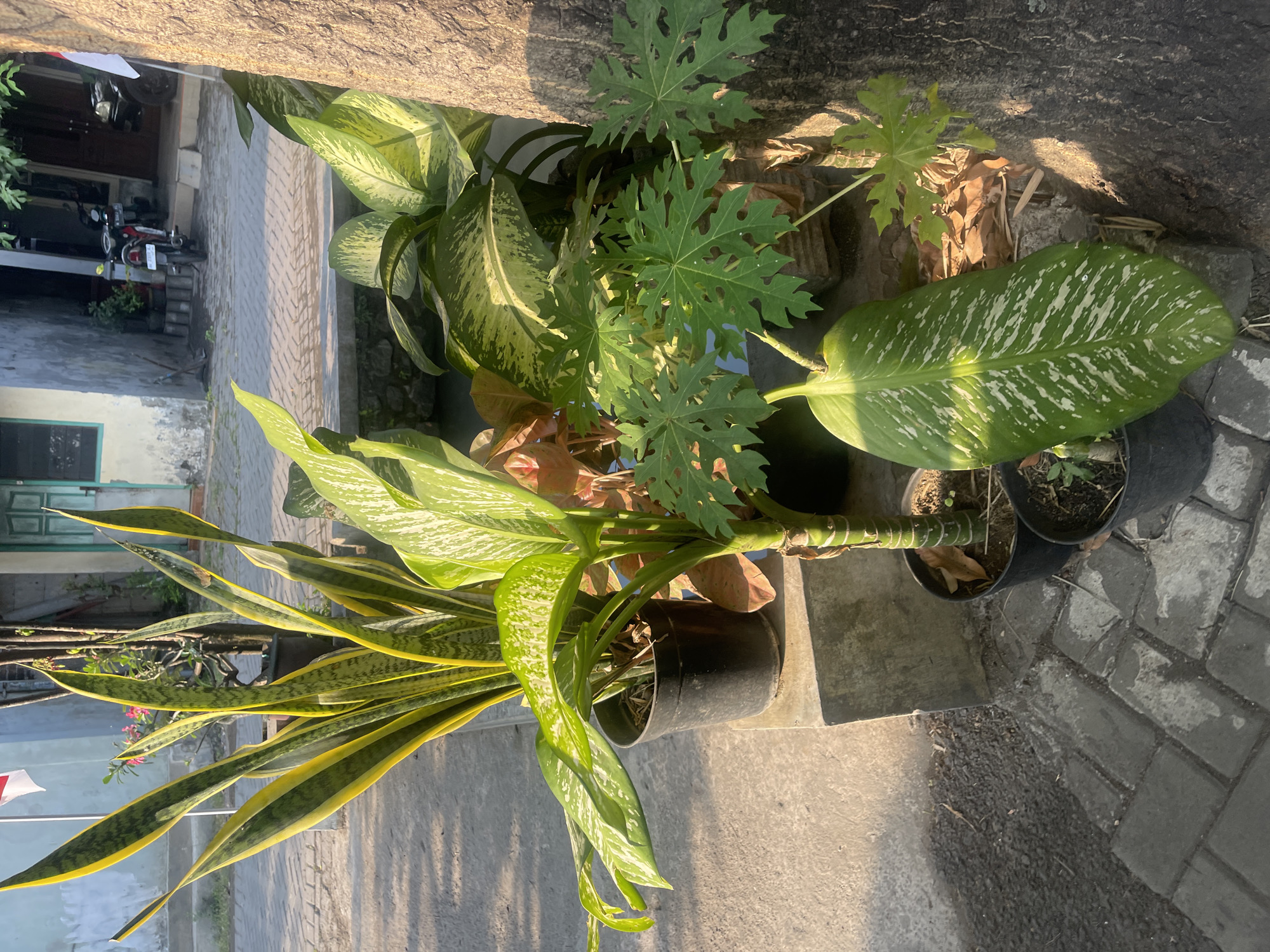 The image depicts an outdoor scene in front of a building, likely in Sugih Waras, Indonesia, with several potted plants arranged on concrete paving. In the foreground, a large potted snake plant with variegated green and yellow leaves stands prominently. To its right, a potted dieffenbachia plant with large, green leaves marked with white variegation is visible. Behind these, a young papaya plant with distinctive palmate leaves is growing in a pot. Further back, another potted plant with reddish-bronze leaves is partially obscured. A large tree trunk is on the far right, casting a shadow. The background shows a building with a light-colored facade, a green-painted door, and windows. A red and white flag is flying from a pole. Two motorcycles are parked in front of the building, suggesting a residential or commercial area. The ground is paved with interlocking gray bricks. The lighting indicates it is daytime, with sunlight creating shadows.
