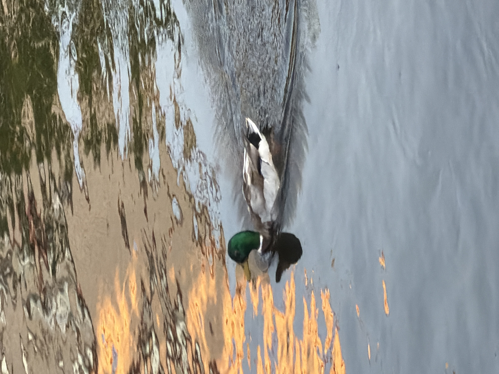 A male Mallard duck (Anas platyrhynchos) is observed swimming in a body of water, likely a canal or river in Saint Petersburg, Russia. The duck is positioned in the lower-left quadrant of the frame, actively moving towards the right, generating a distinct V-shaped wake that trails behind its posterior. The duck exhibits an iridescent green head, a prominent yellowish bill, and a body composed of grayish-brown and white feathers, with dark tail feathers. A dark, inverted reflection of the duck's head is visible directly beneath it on the water's surface. The entire water surface is covered in ripples, distorting reflections. The left side of the water predominantly displays strong, warm orange-yellow reflections, suggesting light from an illuminated building or sunset conditions from an off-frame source. The right and upper portions of the water reflect lighter hues, including shades of gray, light blue, and subtle green, indicative of sky, clouds, or distant ambient urban reflections. No other living subjects or discernible man-made objects are present within the frame.