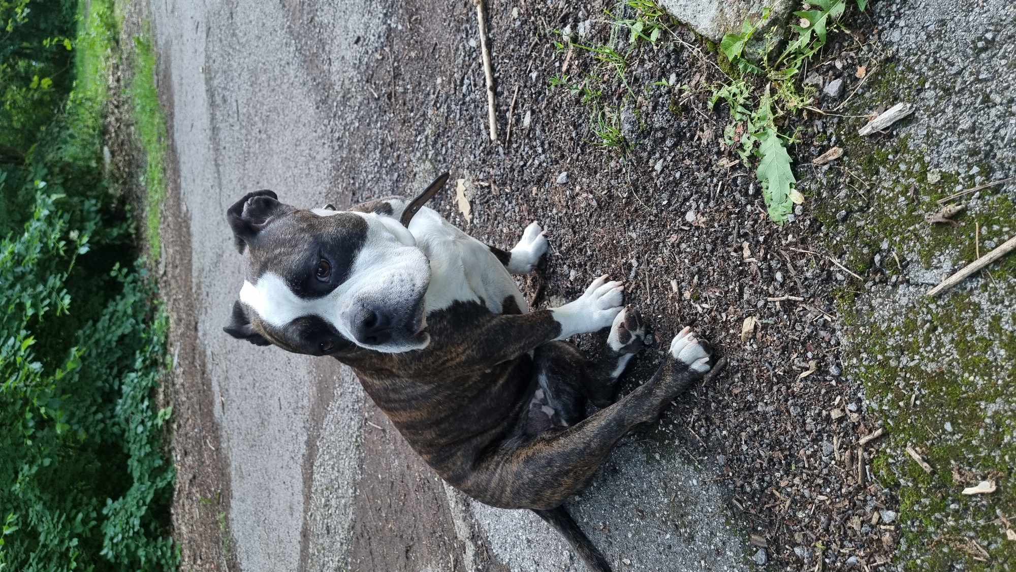 A brindle and white dog, likely a Pitbull-type or American Staffordshire Terrier mix, is the central subject of this outdoor photograph. The dog has a dark brindle coat covering most of its body, with prominent white markings on its chest, front legs, and a broad stripe running up its muzzle and between its eyes. Darker patches frame its eyes, and its nose is black. It wears a dark collar around its neck.
The dog is captured in a relaxed pose, lying partially on its side with its front paws tucked in and its hind legs splayed out. Its head is raised, and it looks directly towards the viewer with an attentive, calm expression. The eyes are dark and focused.
The setting appears to be a natural walking path, possibly in a park or wooded area in Sofia, Bulgaria. The dog is positioned on a mixture of dark gravel and dirt. To its left, a light-colored paved path, possibly asphalt or concrete, runs horizontally across the frame. Further left beyond the path, dense green foliage, consistent with bushes or undergrowth, fills the background. To the right of the dog, the ground is also gravelly, with patches of green weeds, moss, and scattered small sticks. The lighting is bright and natural, indicating daytime, with no harsh shadows, suggesting either an overcast sky or soft directional light. No human subjects or visible text are present in the image.
