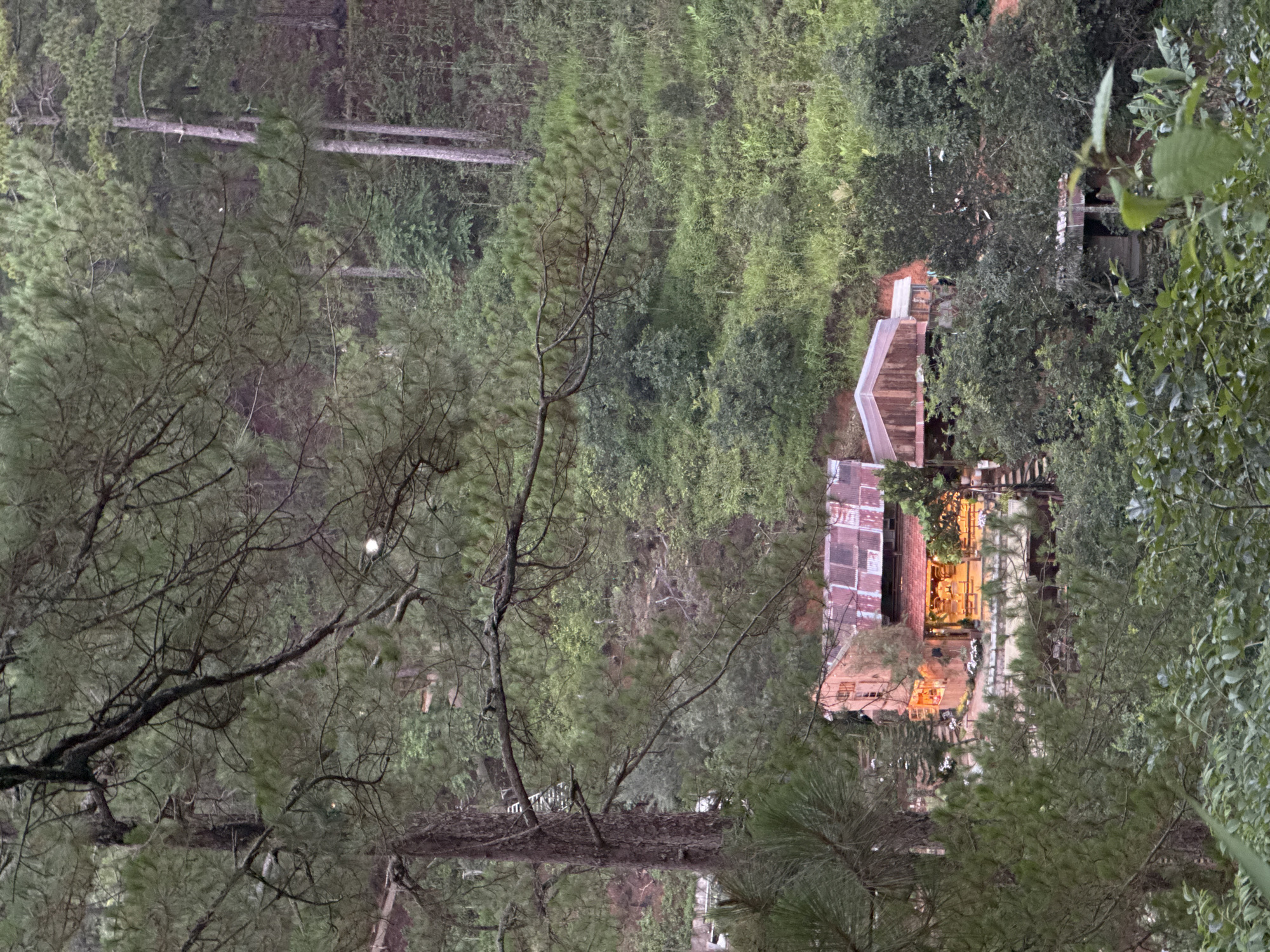 From an elevated viewpoint in Da Lat, Vietnam, the image reveals a dimly lit, rustic-looking building nestled amidst dense vegetation. The building, possibly a café or homestay, is constructed with corrugated metal roofing. Warm, orange light emanates from within, illuminating the interior and hinting at activity inside. The surrounding environment is characterized by lush, tropical foliage. A tall pine tree frames the left side of the view, with its branches extending across the foreground. The lighting suggests either early morning or evening. Fallen tree trunks are visible, indicating a natural, woodland setting.