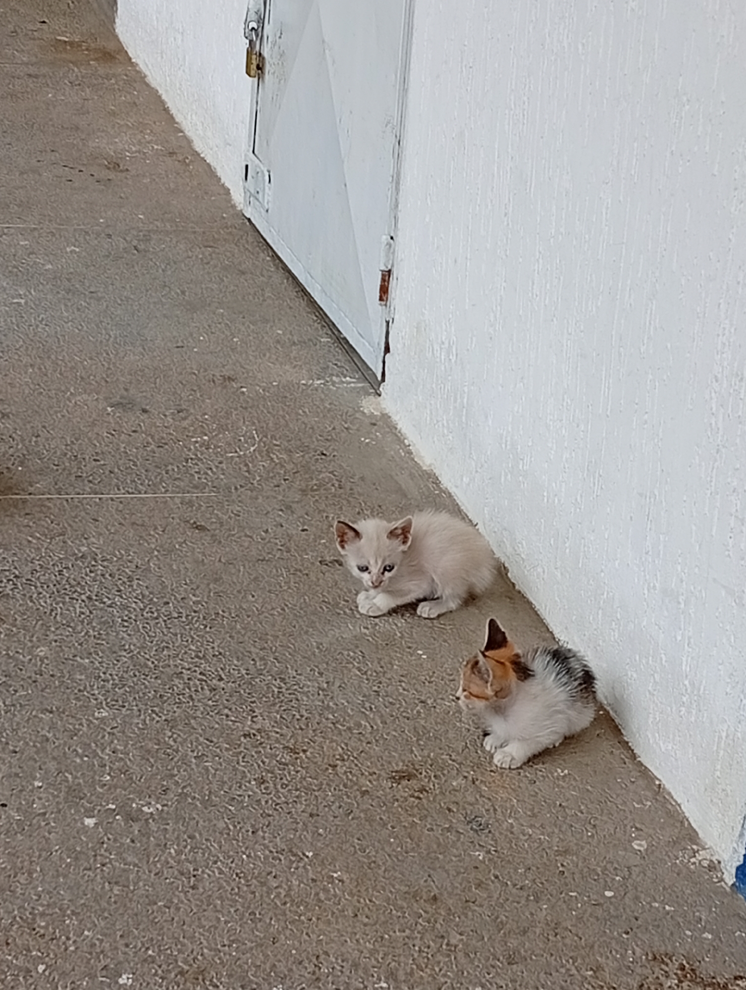 The scene, located in Juan Griego, Venezuela, depicts two kittens resting on a grey, textured concrete surface adjacent to a white building. One kitten, a calico with white, orange-brown, and dark grey fur, is positioned closer to the white, vertically textured wall on the right. The second kitten, light cream-colored, is situated further to the left on the concrete. Both animals are small, young felines. In the upper right background, a white door with a brass-colored padlock is partially visible, recessed into the white wall.