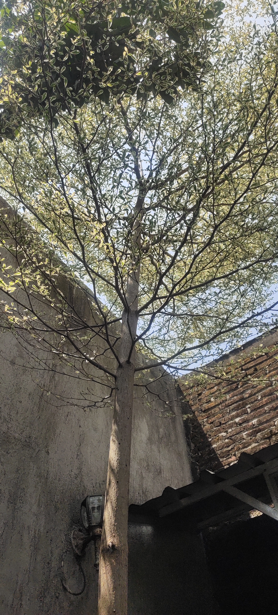 The image shows a tree with a light-colored trunk and variegated green and white leaves, viewed from below. The tree is in the foreground, its branches spreading upwards and outwards against a clear blue sky. To the left of the tree, a rough, textured concrete wall extends upwards. Attached to this wall, near the base of the tree, is a vintage-style outdoor light fixture with a dark metal casing and a glass cover. To the right of the tree, a section of a red brick wall with a dark, sloped roof structure is visible. The scene appears to be an outdoor area, possibly a courtyard or backyard, within the city of Manyar, Indonesia.