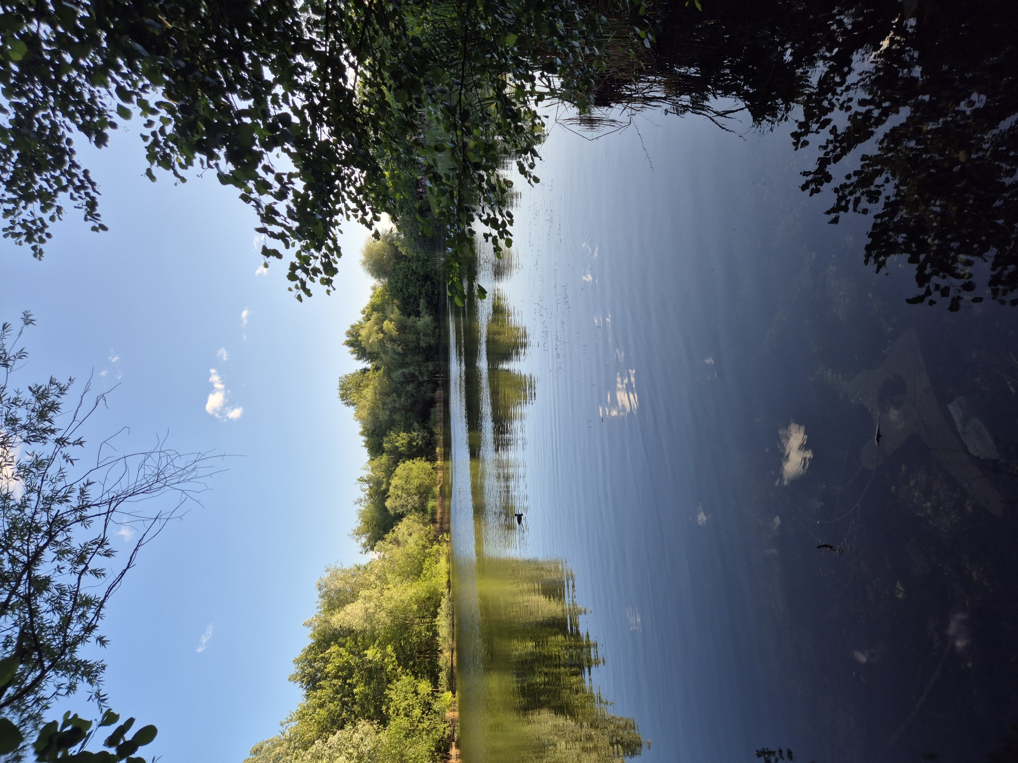 The image depicts a serene lake scene, likely in Ergolding, Germany, during daylight. The foreground is dominated by the calm surface of the water, reflecting the surrounding lush greenery and a clear blue sky with scattered white clouds. To the left, the branches of a tree extend into the frame, framing the view. Across the lake, a dense line of trees forms the backdrop, their vibrant green foliage illuminated by sunlight. The water is dark and appears to have some debris or vegetation visible beneath its surface in the lower left quadrant. A solitary dark bird is visible on the water in the middle distance, creating a small ripple. The overall impression is one of natural tranquility.