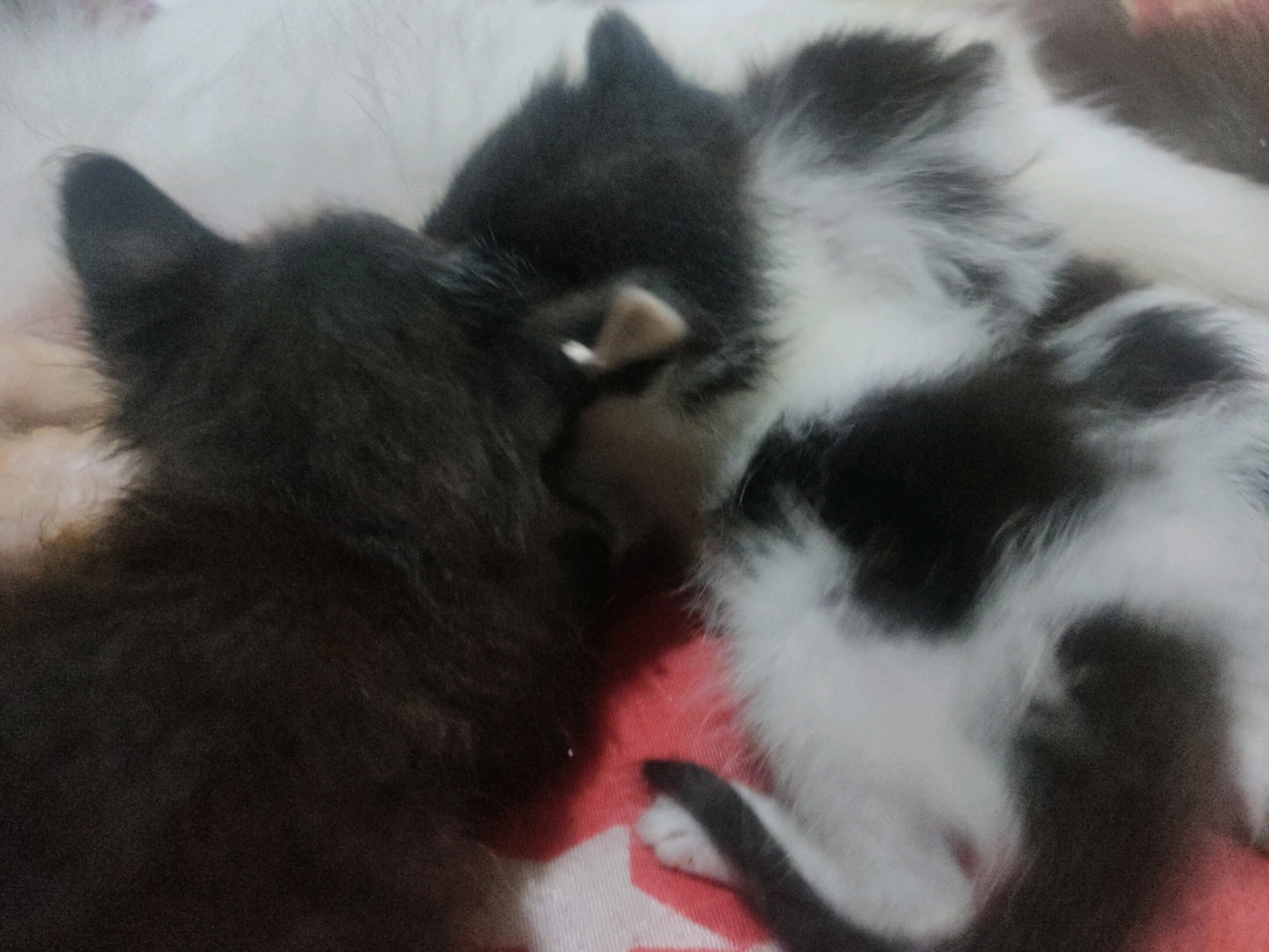 Two kittens, one black and one black and white, are sleeping on a red and white patterned surface. The black kitten is on the left side of the image, facing to the right. Its head is resting on the surface, and its body is curled up. The black and white kitten is on the right side of the image, facing to the left. Its head is also resting on the surface, and its body is curled up. The kittens appear to be very young. The image is blurry and dimly lit, suggesting it was taken indoors in low light conditions. The location is specified as Banguntapan, Indonesia.