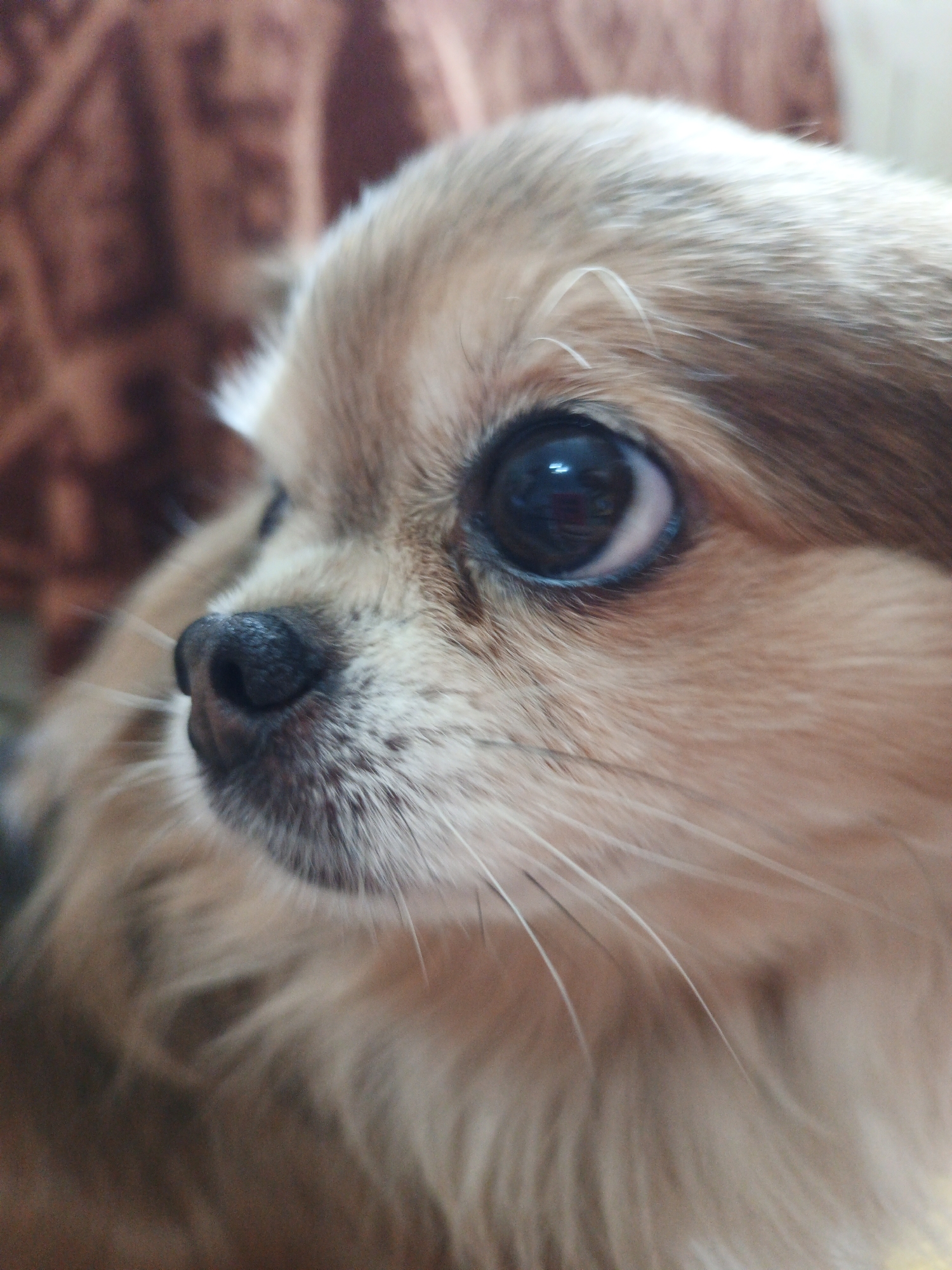 A close-up, head-and-shoulders, side profile of a small, tan-colored dog is presented. The dog's large, dark eye, with a prominent reflection of light, is the focal point. Its wet, black nose and long, white whiskers are also visible. The background is blurred and appears to be a brown, textured fabric. The image does not contain information about the city of Zlatoust, Russia.