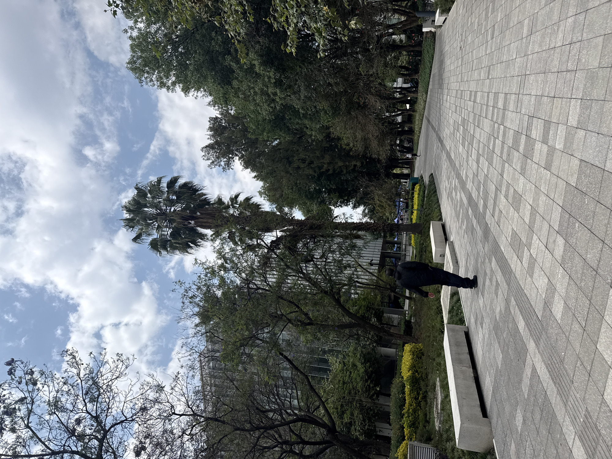 This image captures an outdoor urban environment, likely a park, plaza, or campus, under a partly cloudy sky. A wide, light grey paved pathway, constructed from rectangular tiles laid in a grid pattern with darker accent strips, extends from the foreground into the background on the right side of the frame.
Along the left edge of the pathway, a row of neatly trimmed green shrubs or hedges runs parallel, punctuated by several light-colored, rectangular concrete benches or planters. Beyond these, a variety of trees with different foliage types and densities populate the scene, including a prominent, tall palm tree with a full, fanned crown in the mid-ground on the left. Other trees with lush green leaves and some with barer, intricate branches are visible, partially obscuring a modern building with glass facades in the background.
A single person is seen walking on the paved pathway in the lower right portion of the image. They are viewed from behind, wearing dark clothing—a dark jacket and trousers—and appear to be moving away from the viewer.
The scene is set during the daytime, with clear, bright ambient light and soft shadows, indicating pleasant weather. The sky is light blue with scattered white, cumulus clouds. There is no visible text in the image. The overall impression is one of a well-maintained and orderly public or semi-public green space.