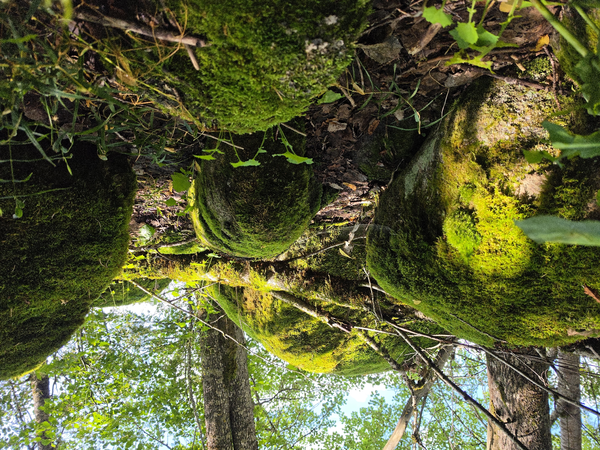 This is a close-up, low-angle shot of moss-covered rocks in a forest, likely in Dobryanitsy, Russia. The scene is dominated by large, rounded rocks coated in vibrant green moss, illuminated by dappled sunlight filtering through the trees. The ground is littered with fallen leaves and twigs, and small green plants sprout between the rocks. The surrounding environment suggests a natural, uncultivated area, possibly a park or forest preserve, characterized by deciduous trees with lush green foliage. There are no people or animals visible in the frame. The overall impression is one of a serene and verdant natural setting.