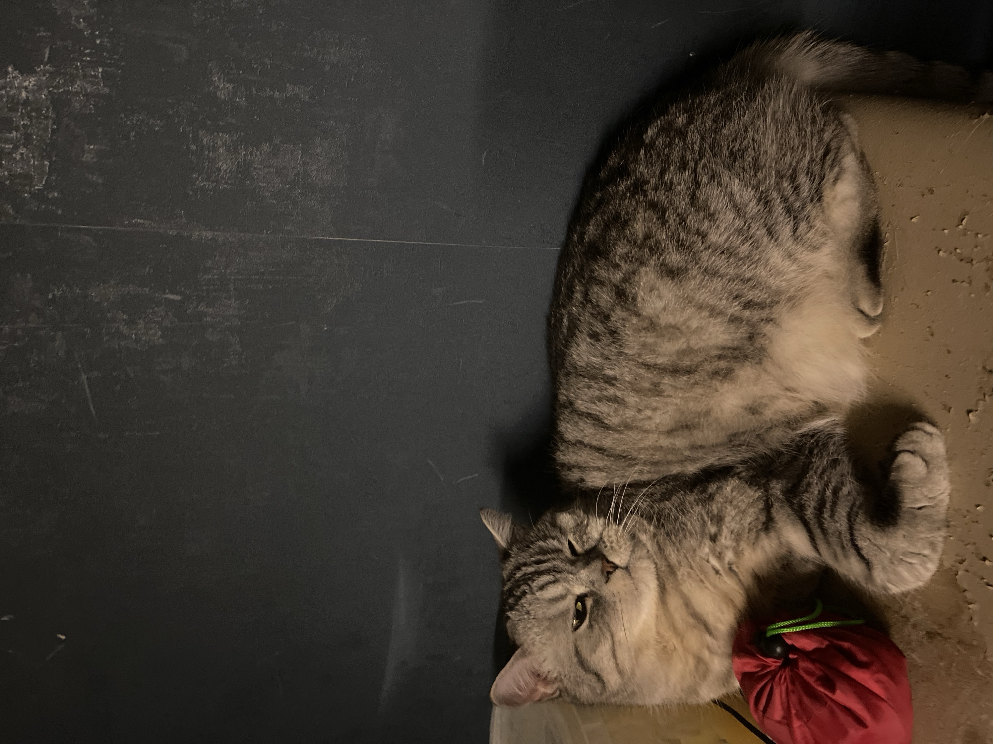 A medium shot captures a domestic cat lying on its side, mostly on an area with a dark, matte surface. Its head rests near the edge of the matte area, and the rest of its body stretches onto an adjacent surface with a tan/beige hue and visible surface imperfections. A red drawstring bag with green ties is near the cat's front paws. The location is unknown, there is no verifiable information about this image that places it in Chaikovsky, Russia.