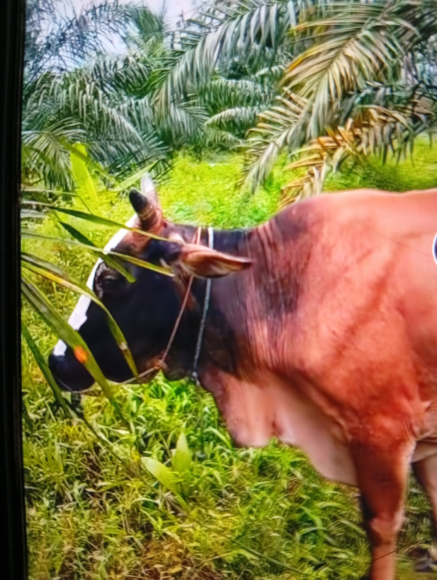 The image displays a cow situated in a vibrant green landscape dominated by palm trees. The cow, positioned towards the right and center of the frame, has a reddish-brown body with a dark, almost black, head and face, accented by a distinctive white patch extending from its forehead down its snout. Small horns protrude from its head, and a light-colored rope or halter is visible around its head and neck.
The cow's head is slightly lowered into the abundant green foliage, suggesting it is either grazing or standing amidst the plants. The ground is covered in lush green grass and other low-lying vegetation. In the background, numerous large palm trees, consistent with oil palms, fill the upper part of the scene. Their fronds vary in color, with some appearing bright green and others showing hints of yellow or brown.
The scene is well-lit, indicating it was captured during daylight hours. The overall environment suggests a rural or agricultural setting, possibly within a plantation or pasture. The presence of palm trees aligns with the provided location context of Lhokseumawe, Indonesia. The image exhibits some visible digital artifacts, including pixelation and horizontal lines, and a dark vertical bar on the left side of the frame, possibly part of a screen or border. No text is visible in the image.