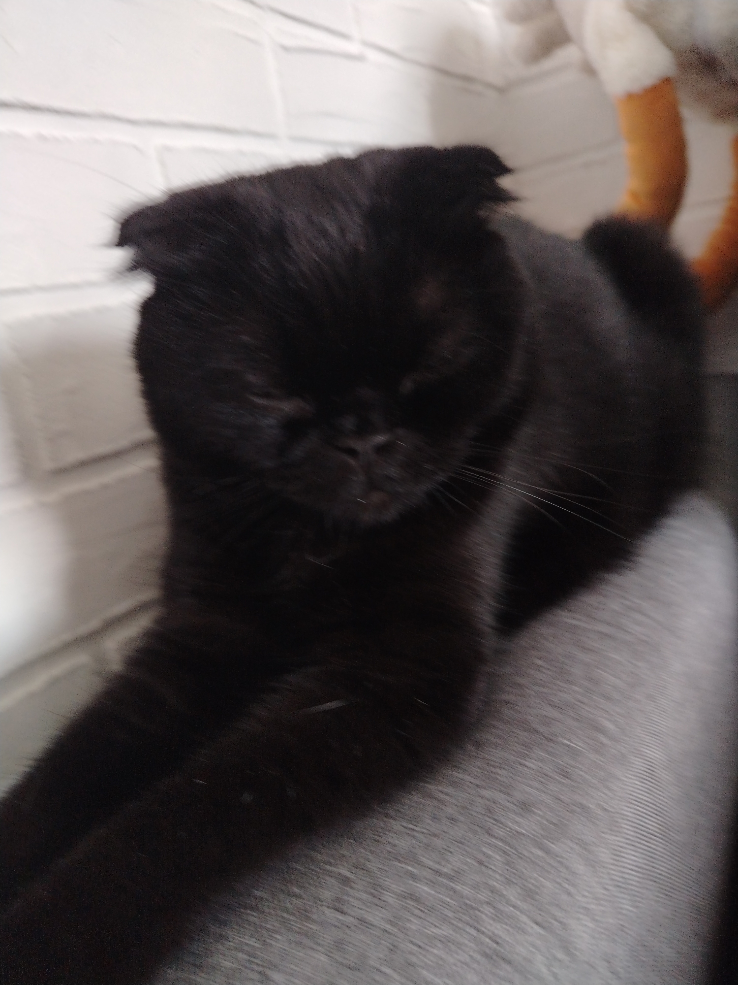 A black cat with folded ears is lying on a gray surface in front of a white brick wall. The cat's eyes are closed, and its head is tilted downwards. To the right of the cat, a stuffed animal with orange legs is partially visible. The scene is dimly lit, and the image is slightly out of focus.