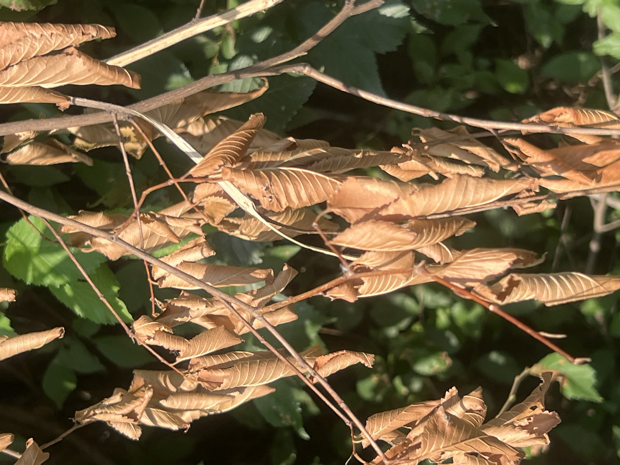This media file is a close-up, vertical-oriented photograph of dried, brown leaves on branches against a backdrop of green foliage. The leaves are the primary subjects, appearing brittle and curled, with prominent veins visible. They are clustered along thin, brown branches that crisscross the frame. Some of the branches are silhouetted against the brighter background, while others are more illuminated by sunlight. The green foliage in the background suggests an outdoor setting, possibly a forest or a dense garden. The lighting indicates it is daytime, with sunlight casting shadows and highlighting the textures of the leaves and branches. The scene evokes a sense of autumn or late summer, where leaves are beginning to dry and fall. There is no visible text in the image. The location context is Bârnova, Romania. The overall mood is natural and somewhat melancholic, due to the presence of dried leaves.