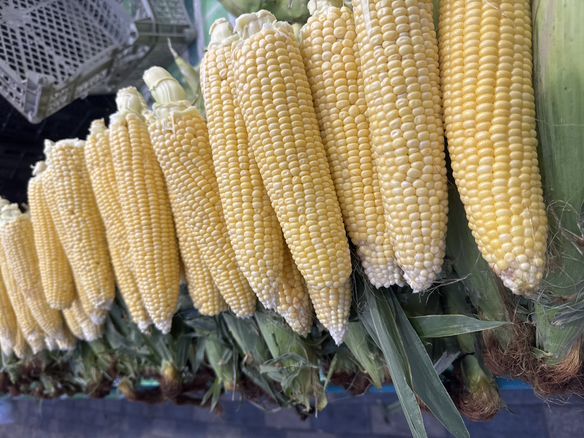 A close-up, overhead shot displays a row of fresh, yellow corn on the cob, likely at a market stall in Baku, Azerbaijan. The corn is arranged horizontally, with the husks mostly removed, revealing the tightly packed kernels. The vibrant yellow of the kernels contrasts with the green husks and tassels that remain at the base of some ears. In the background, a blurred view of a grey plastic crate suggests a commercial setting. The overall impression is one of agricultural abundance and freshness.