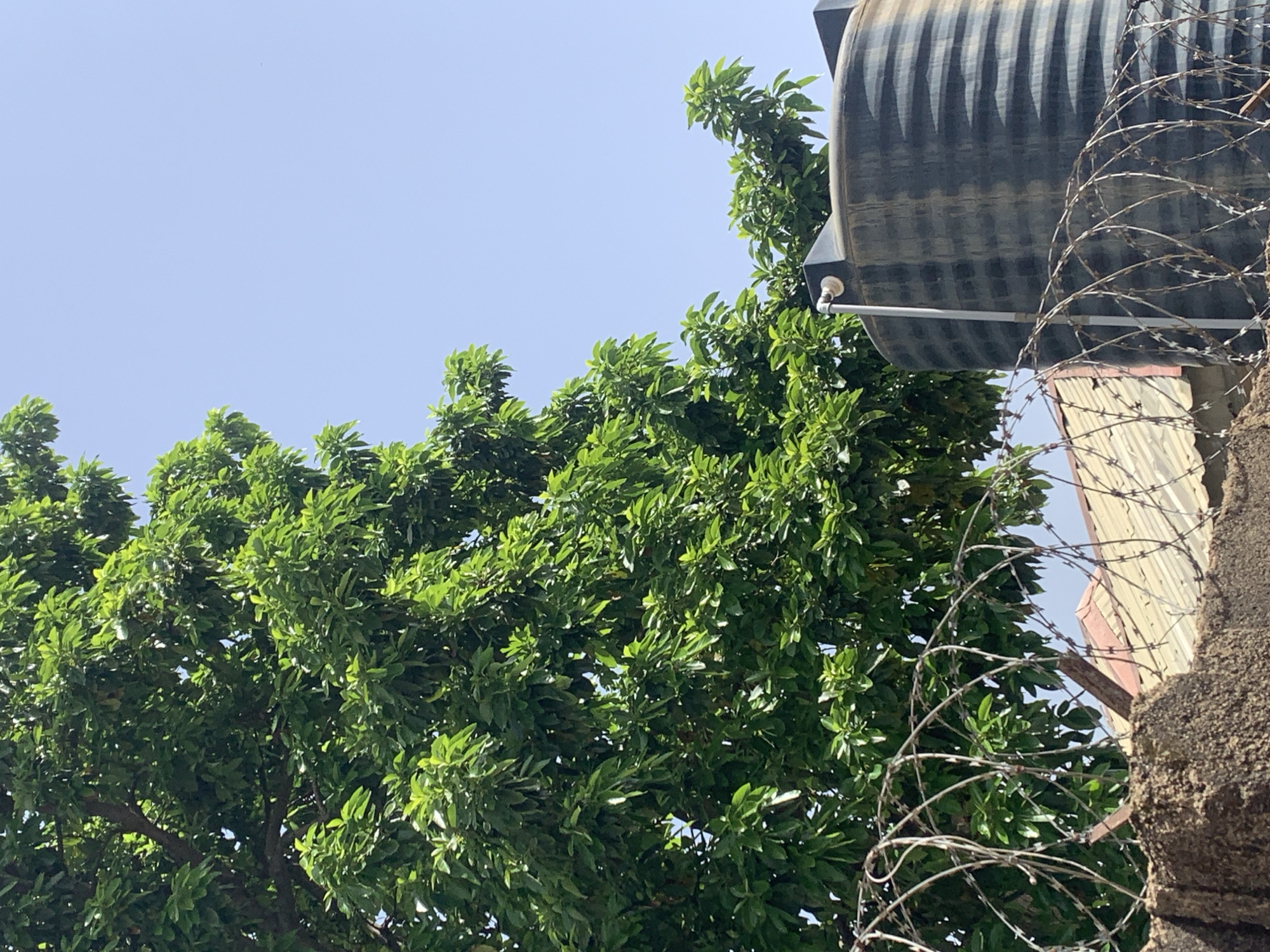 The image shows a close-up of a large, ribbed, black water tank situated behind a wall topped with barbed wire. To the left of the tank, a dense green tree with broad leaves is visible, its branches reaching towards the clear blue sky. In the background, the corrugated metal roof of a building with a red-brown trim is partially visible. The scene appears to be an outdoor setting in a residential or industrial area. The context provided suggests the location is the city of Jos, Nigeria.