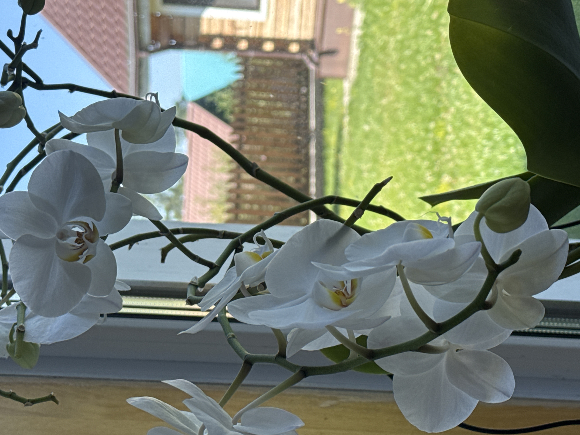 In Ust-Koksa, Russia, a close-up shot focuses on a cluster of white orchids in bloom, their delicate petals catching the light. The flowers are positioned in front of a window, through which a blurred background of a rural yard is visible. The yard features a wooden house with a red roof, a wooden fence, and a lush green lawn, suggesting a warm, sunny day. The lighting indicates it is daytime, and the scene appears to be set in a home. There are no people or animals visible in the image.