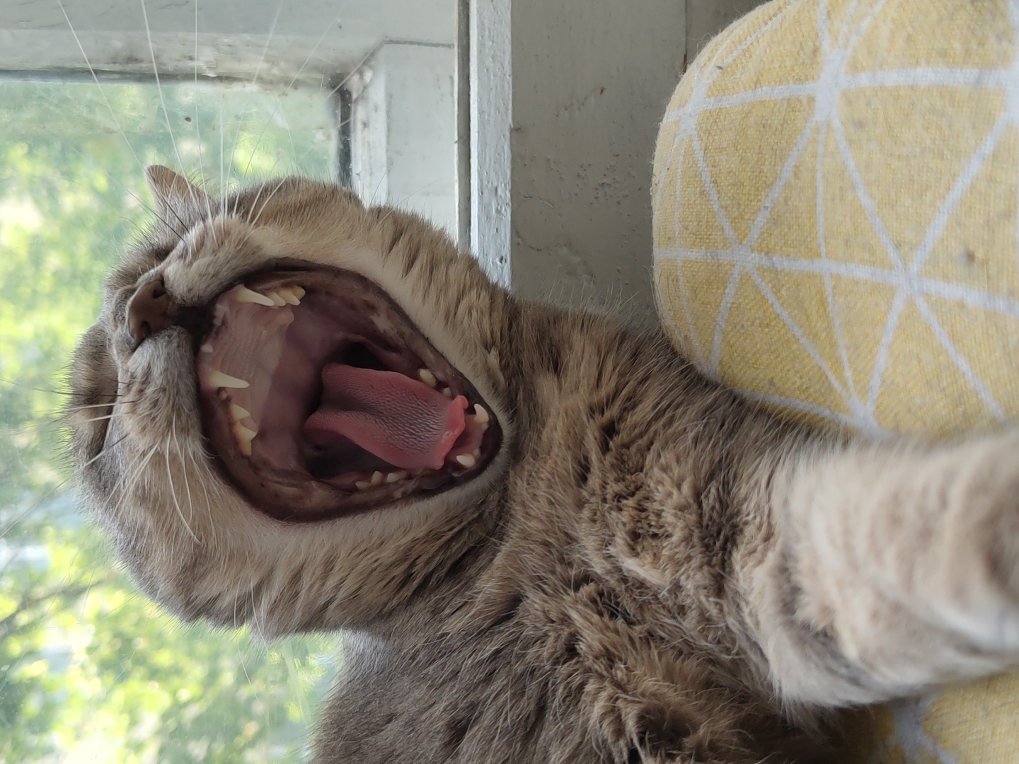 A close-up, horizontal shot captures a cat in the midst of a wide yawn. The cat's head is positioned towards the left of the frame, with its mouth stretched open to its maximum extent. Inside its mouth, its sharp, white teeth are clearly visible, including prominent upper and lower fangs, as well as rows of smaller incisors and molars. A pink, textured tongue is visible, slightly curled within its oral cavity. The cat has greyish-brown tabby fur with darker stripes and light-colored whiskers extending from its muzzle.
To the right of the cat, a yellow cushion or pillow with a distinct white geometric pattern of interlocking triangles and lines is partially visible. The cat appears to be resting against or on this cushion. In the background, behind the cat's head, a window pane is discernible, framed by a weathered white sill or frame. Beyond the window, blurred green foliage, likely trees or bushes, suggests an outdoor setting and indicates that the scene is illuminated by natural daylight. The overall lighting is bright and even. No text is visible in the image.