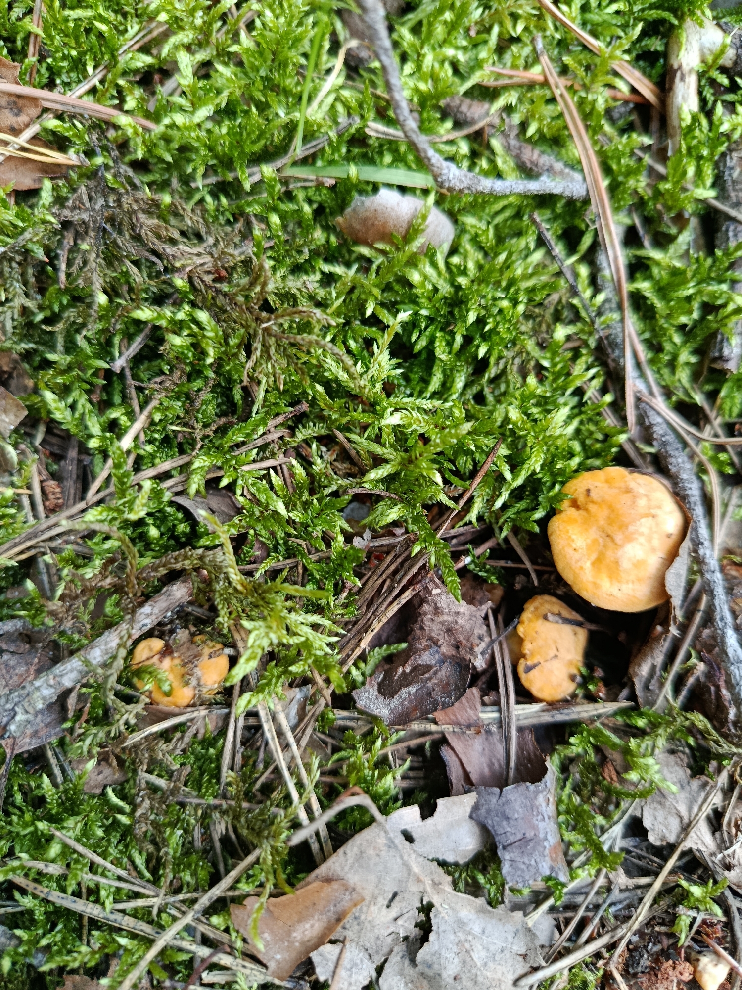 The image shows a close-up view of a forest floor in Бордуки, Russia. The ground is covered with lush green moss, interspersed with dried pine needles, twigs, and fallen leaves. Several small, bright orange mushrooms are visible, nestled amongst the moss and debris. The lighting suggests an outdoor, natural environment. There are no people or animals present.