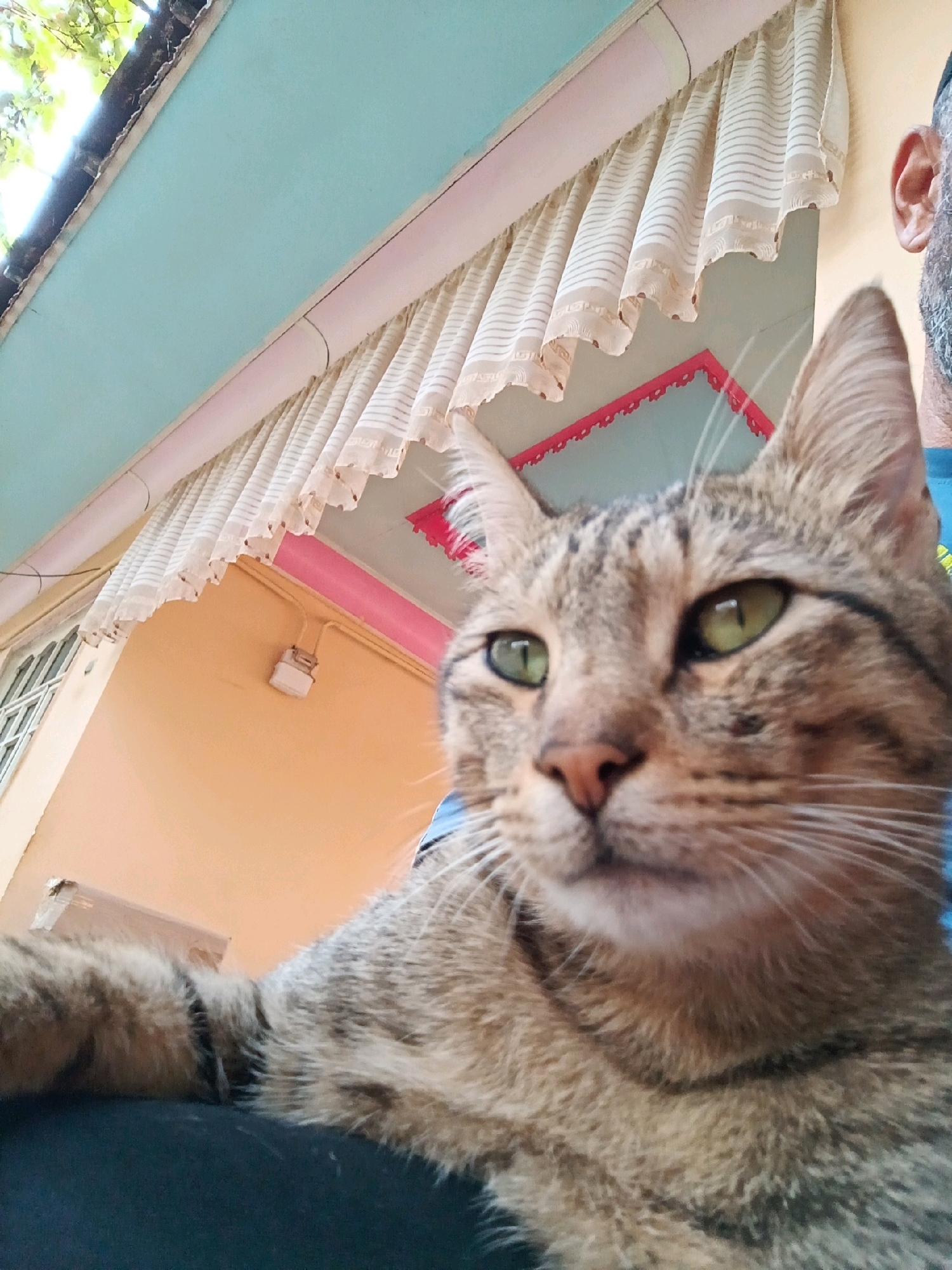 A close-up, low-angle shot focuses on the face of a tabby cat. The cat's green eyes are wide and alert, and its whiskers are prominent against its fur. The background features an outdoor setting with a pale blue overhang, a light peach-colored wall, and a decorative curtain. A person's ear and shoulder are visible on the right side of the frame, suggesting the cat is being held or is near someone. The scene appears to be on the exterior of a building, possibly a home, in Qalacha, Uzbekistan.