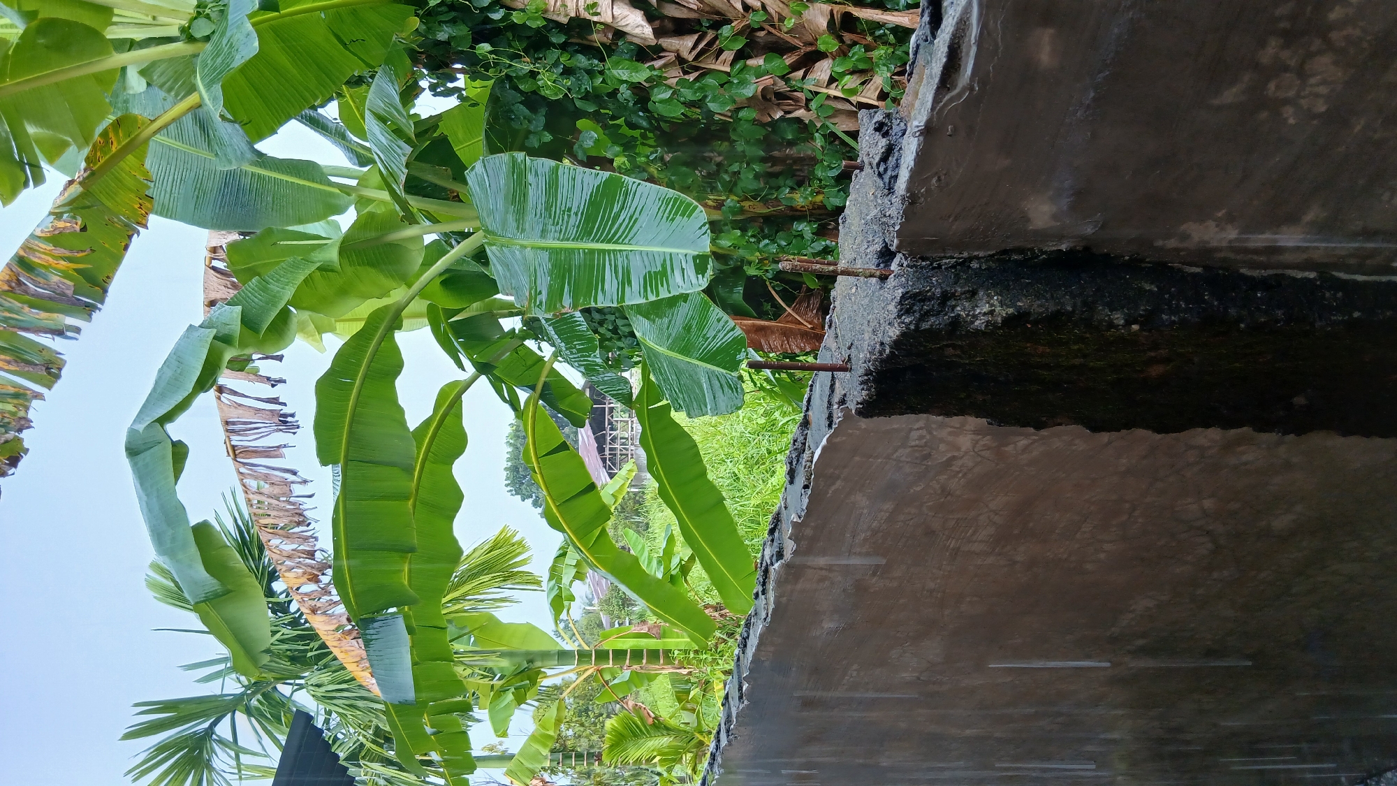 The image depicts a close-up view of a newly constructed concrete wall in Klambir Lima Kebun, Indonesia. The wall, which appears to be unfinished, has visible rebar protruding from its top. Rain is falling, evidenced by the streaks on the wall and the wet foliage in the background. Lush green banana leaves, some of which are brown and dried at the edges, dominate the upper portion of the frame. Behind the banana plants, a traditional Indonesian house with a corrugated metal roof is partially visible, surrounded by dense greenery and vegetation. The overall scene suggests a tropical environment experiencing rainfall.