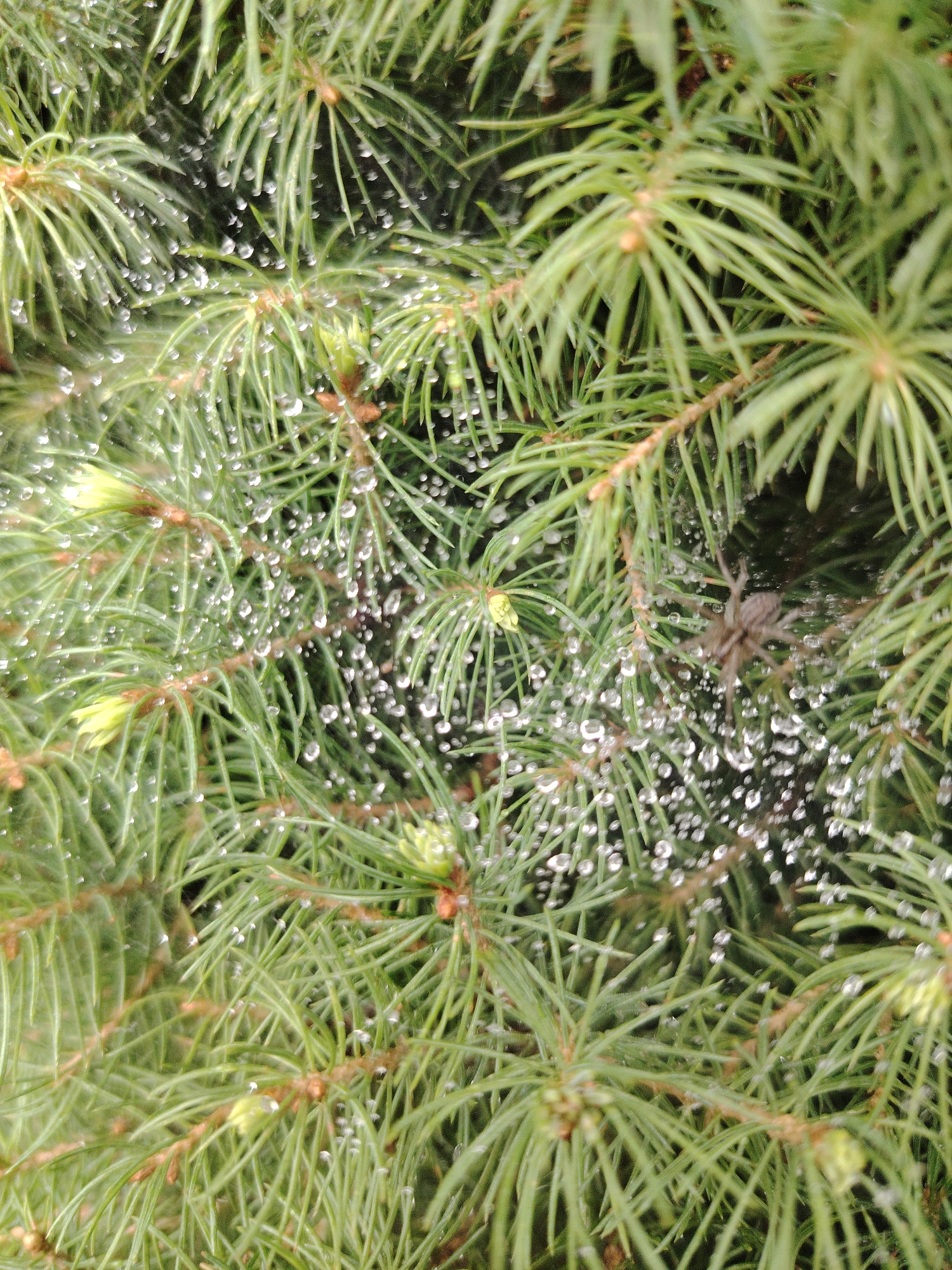 A close-up, vertical shot captures a spider web adorned with numerous water droplets amidst the green needles of a fir tree. The spider, a small, grey arachnid, is visible on the web to the right of the frame, its legs extended. The background is a blurred expanse of fir needles. The scene is set in a natural environment, potentially a park or garden, in an unspecified location within Ukraine. There are no people or structures present in the image.