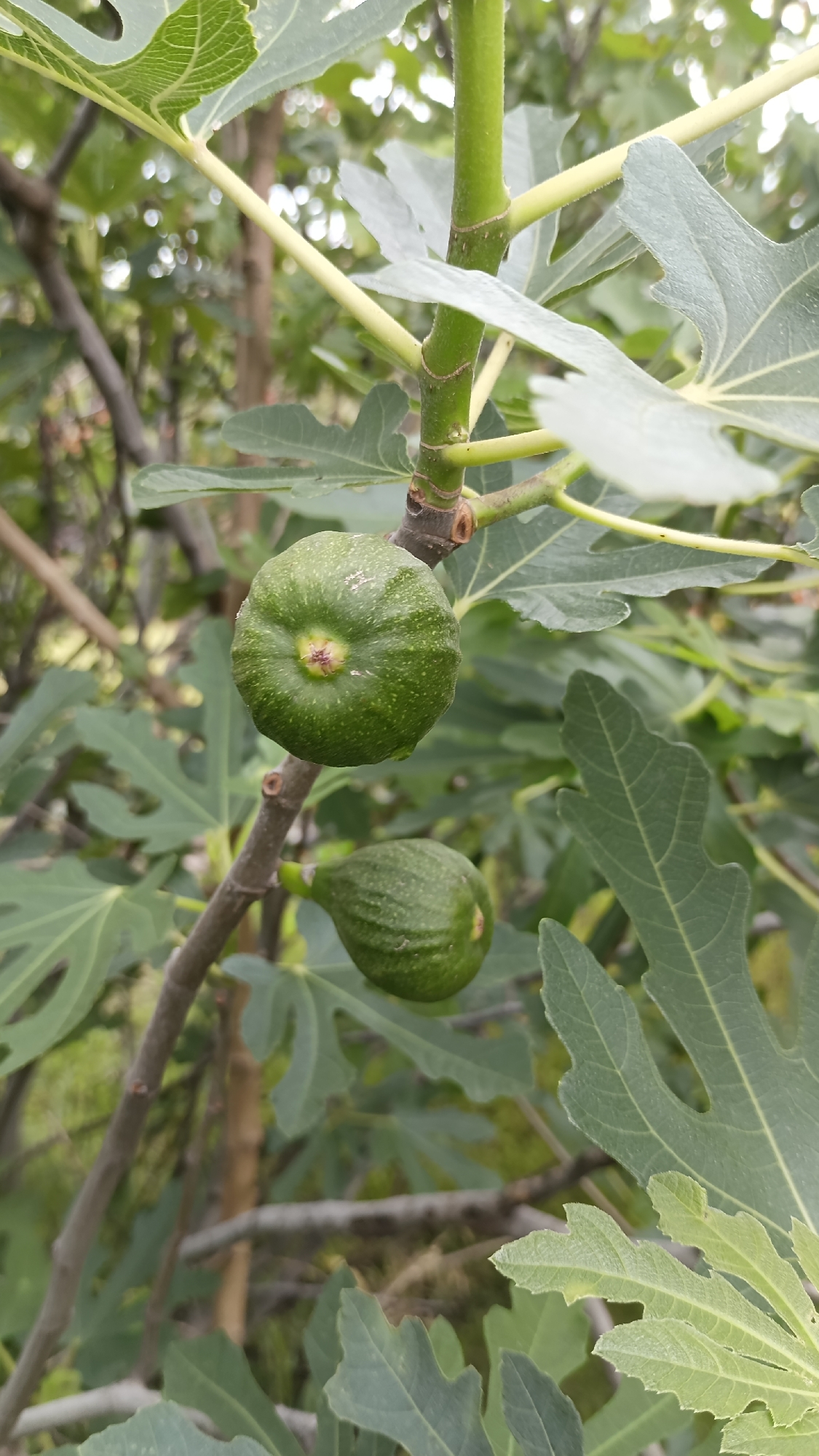 The image displays two unripe green figs attached to a fig tree branch, surrounded by green fig leaves, in an outdoor setting in Sennik, Bulgaria. The upper fig, positioned centrally, is larger, ovate, and deep green, exhibiting small lighter specks and a prominent reddish-pink ostiole at its apex. A smaller, less defined green fig is visible beneath it, slightly to the right, partially obscured by a branch. Multiple large, lobed, palmate green fig leaves with visible venation frame the fruits and branches. The branches vary in color from light green to a darker brown, indicating different stages of growth. The background consists of defocussed green foliage and blurred brown elements, consistent with a garden or natural environment. No human subjects, animals, or artificial structures are present. The lighting is natural and even, suggesting daylight conditions.