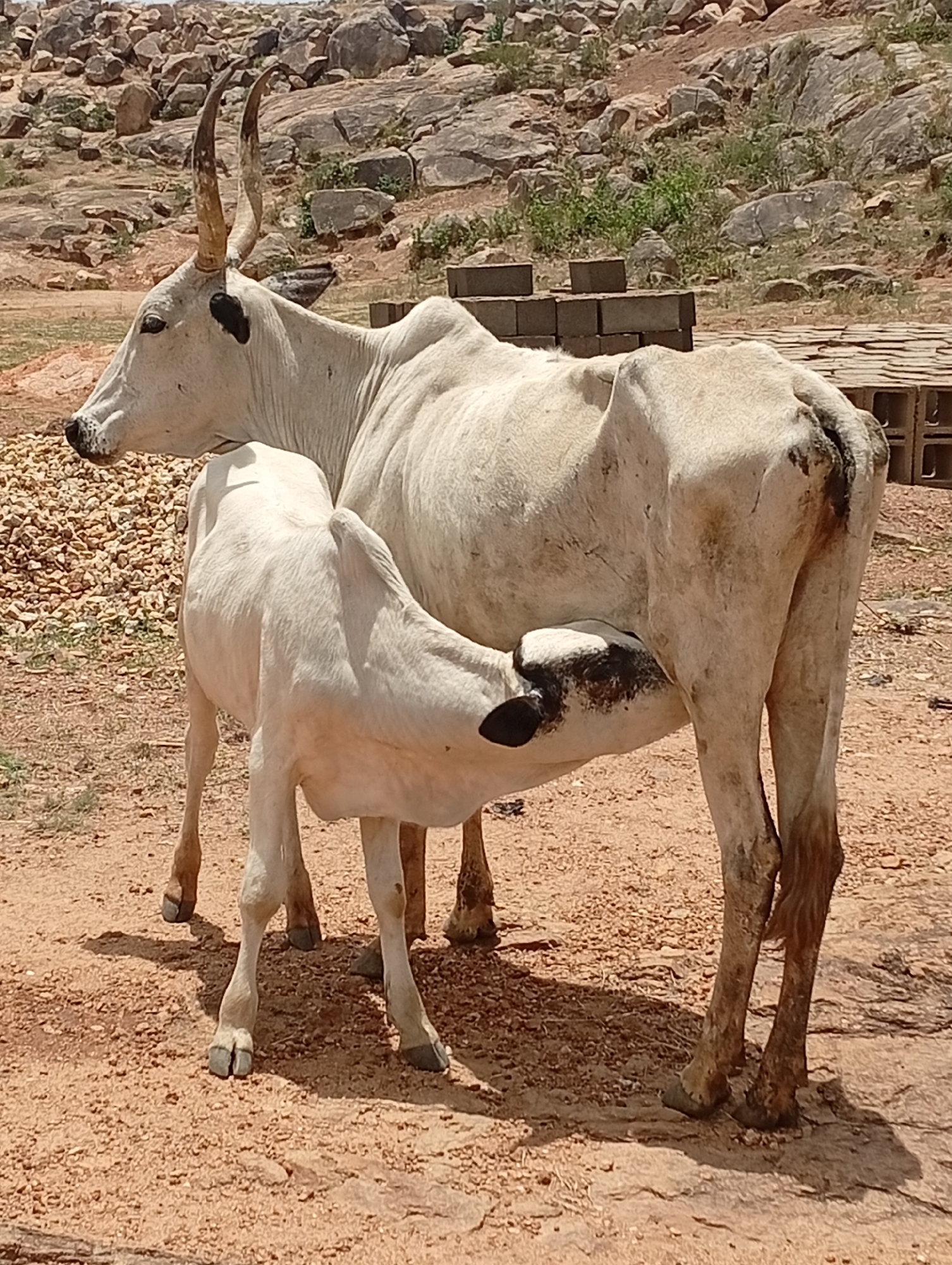 In Barakin Akawo, Nigeria, a white cow with prominent horns stands on a reddish-brown, gravelly surface. A calf, primarily white with black patches around its face, is nursing from the cow. The background features a rocky hillside with scattered vegetation and stacked concrete blocks.