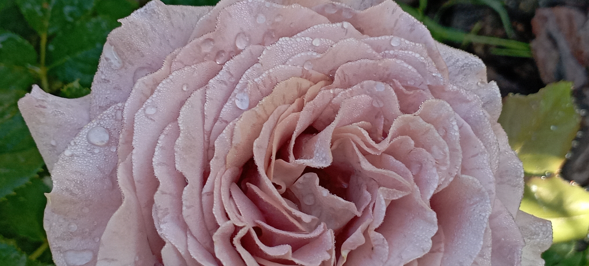 A close-up, overhead view of a light pink rose is presented against a backdrop of blurred green leaves and dark ground. The rose's petals are tightly furled, creating a spiral effect. Numerous small water droplets, likely dew, are scattered across the surface of the petals, glinting and highlighting the delicate texture. The image does not contain any people or provide specific location details within Radisne, Ukraine.