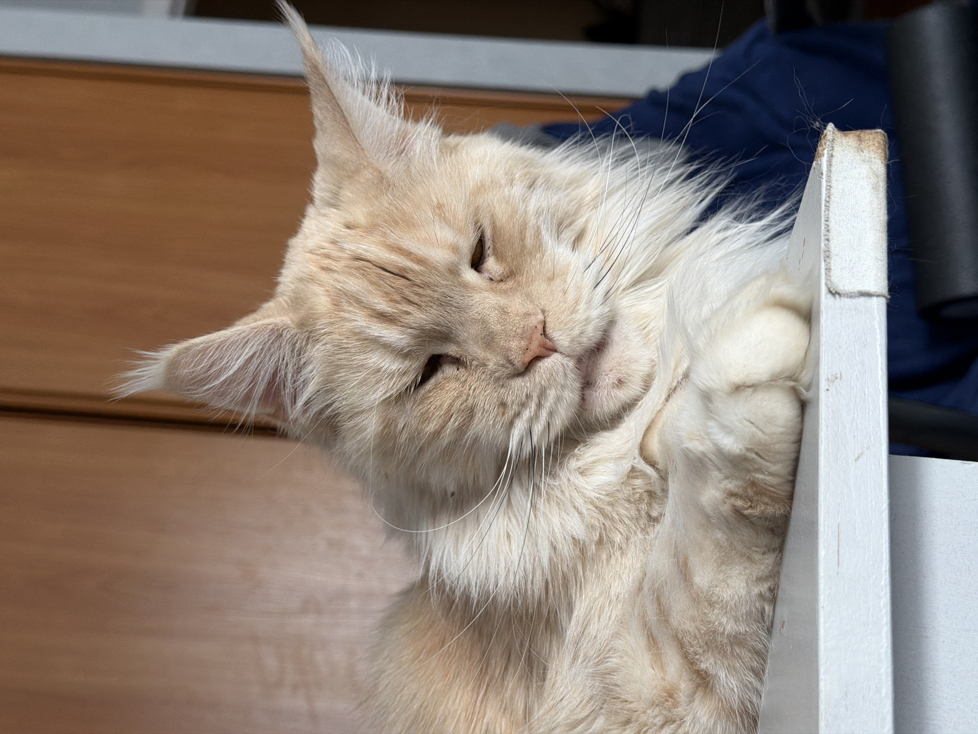A tan Maine Coon cat is resting its head on a white painted wooden structure, possibly a piece of furniture. The cat is mostly in focus with its eyes partially closed. The background includes a wood-paneled surface and a dark blue fabric. The location is not identifiable as Kazan, Russia.