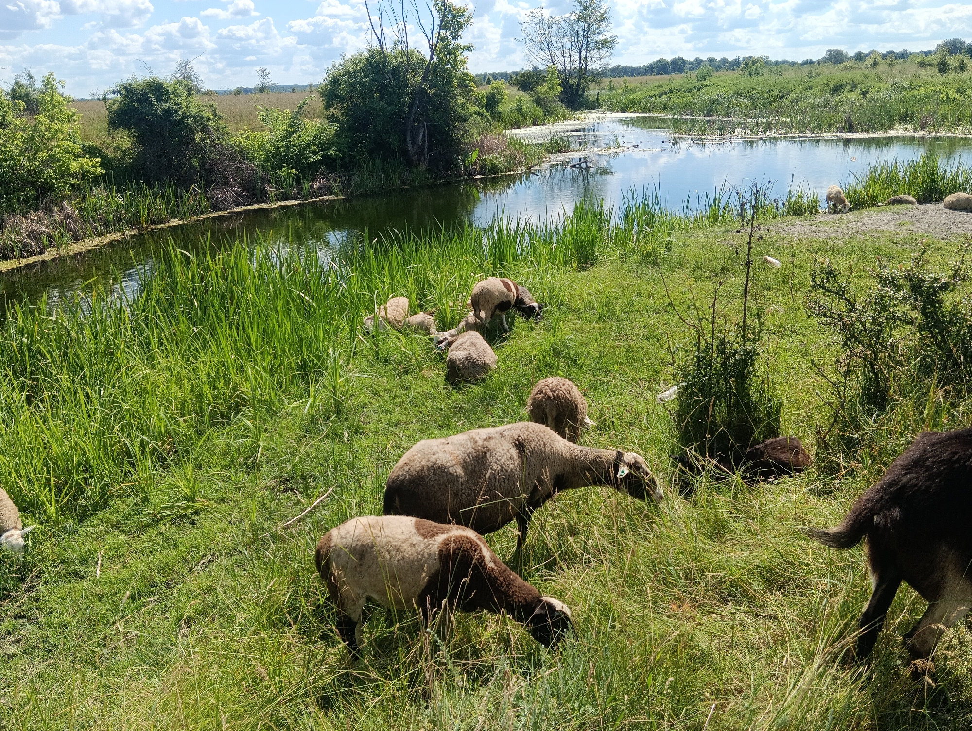 This media file depicts a serene pastoral scene on a sunny day. The foreground is dominated by lush green grass, with several sheep scattered throughout. Some sheep are actively grazing, their heads bent down towards the grass, while others rest or stand idly. The sheep exhibit a variety of coat colors, including white, brown, and black patches. One sheep in the center has a green tag on its ear.
Behind the grassy meadow, a calm body of water reflects the blue sky and scattered white clouds, suggesting fair weather. The water is bordered by tall reeds and other vegetation, contributing to the natural, uncultivated feel of the environment. In the background, trees and fields stretch towards the horizon, with a distant line of trees indicating the edge of the landscape.
The overall impression is one of tranquility and rural simplicity. The bright sunlight and clear sky suggest it is likely daytime, possibly late morning or early afternoon. There are no visible people or man-made structures apart from the possible ear tag on one sheep. The setting appears to be a natural landscape, perhaps a farm or a nature reserve. No text is visible in the image.