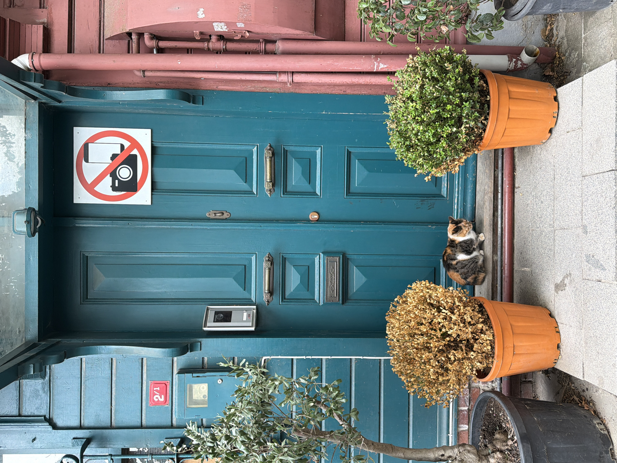 The image depicts the entrance to a building in Üsküdar, Turkey. A teal-colored wooden door is the central focus, featuring a keyhole, a mail slot, and ornate brass handles. Above the door, a white sign with a red circle and slash indicates "no cameras" and "no phones." To the left of the door, a blue wooden facade has a red number "2/1" plaque and a grey intercom system. Flanking the entrance are two potted plants: a bare-branched tree in a black pot on the left and a dried, bushy plant in an orange pot on the right. To the right of the door, red pipes run vertically along a pinkish-red wall. A calico cat is seated on the doorstep between the two orange pots. The ground is paved with grey stone tiles.