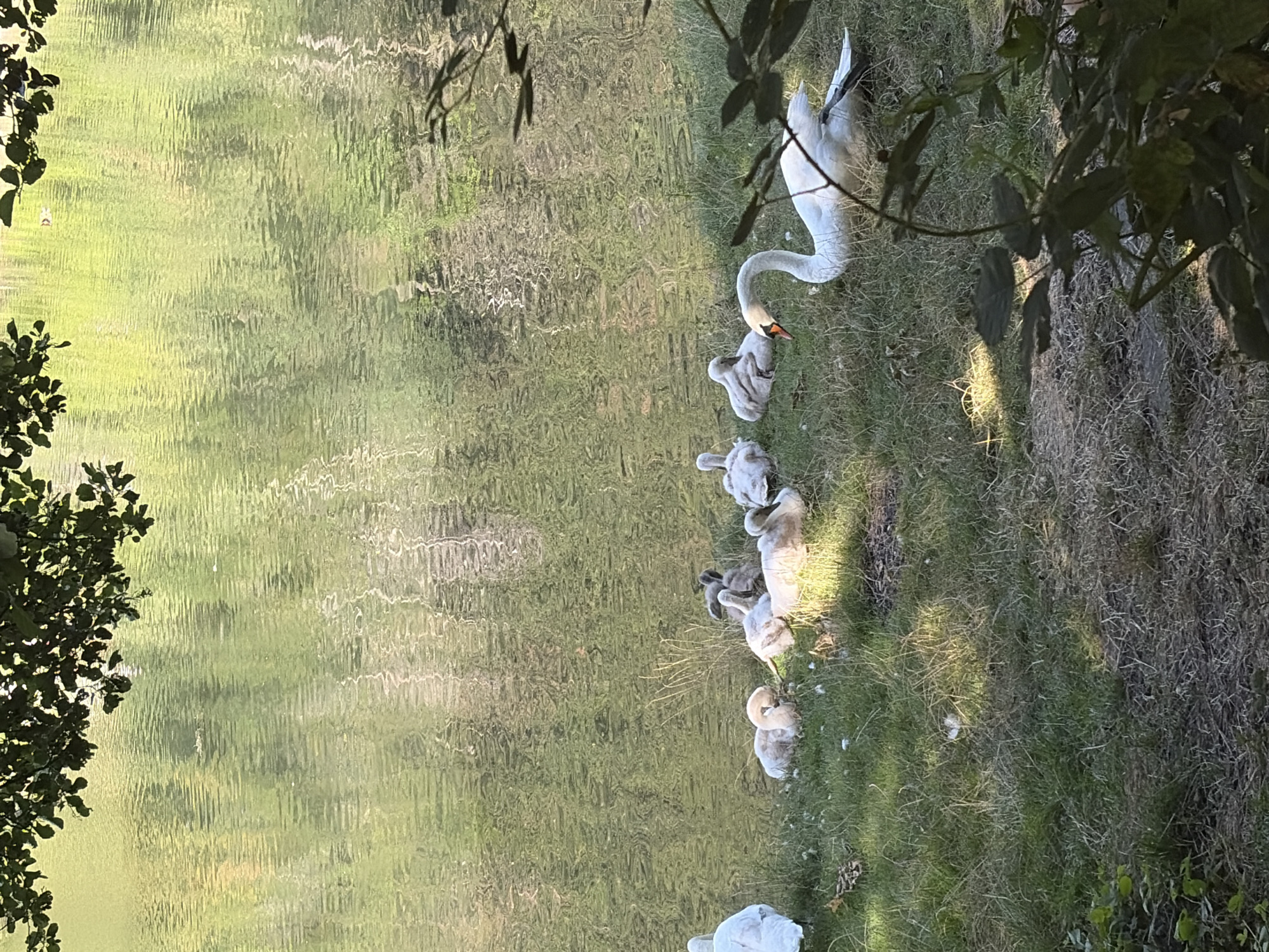 A group of swans, including several cygnets, are gathered on the grassy bank of a body of water. The water is calm and reflects the surrounding greenery and trees. One adult white swan is in the foreground, facing left with its head slightly lowered. Several cygnets, which are smaller and have grey or light brown downy feathers, are clustered together on the grass behind the adult swan, some appearing to be resting. Another white swan is visible on the far left of the frame, partially obscured by shadows. The environment appears to be a natural setting, likely a park or a lake. The image does not contain any identifiable landmarks that would place it specifically within Kokalyane, Bulgaria, nor are there any people present.
