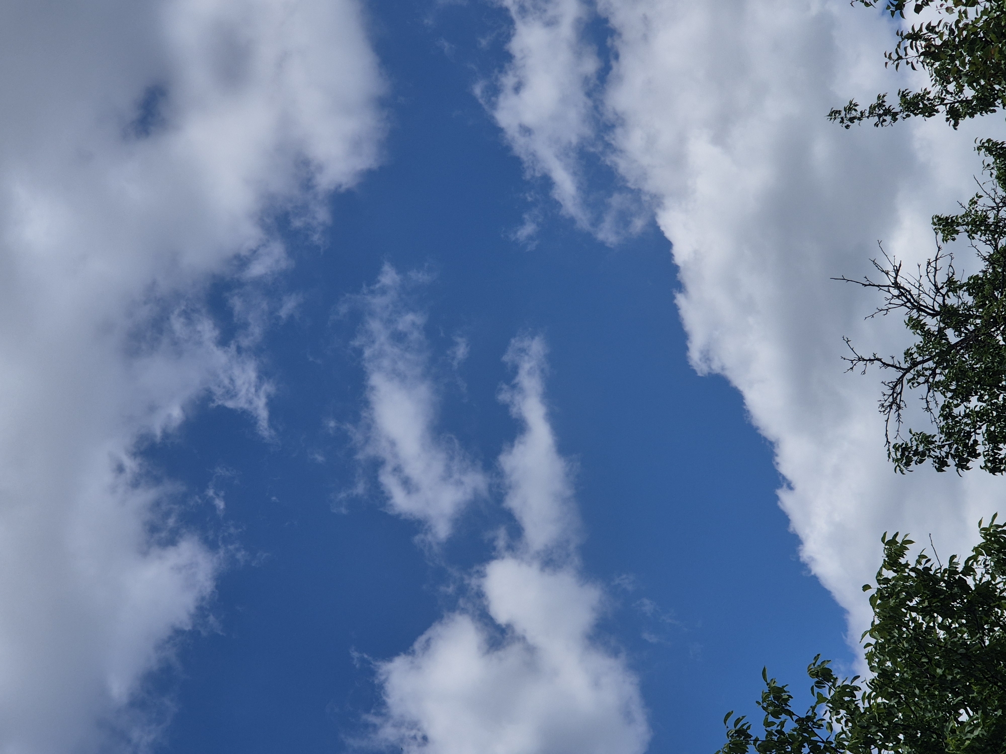 The image shows a view of the sky and treetops from Sozonivka, Ukraine. The sky is a vibrant blue, with scattered white cumulus clouds. Lush green leaves from trees are visible in the foreground on the left and right sides of the frame. In the center, a bare tree with dark branches stands out against the sky. The scene appears to be set on a clear day, possibly in the summer or early autumn.