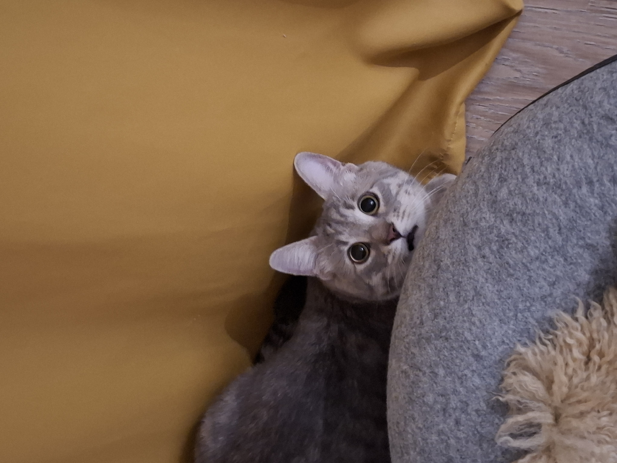 A grey tabby cat with large, dark eyes and dilated pupils peeks out, looking directly at the viewer with an expression of curiosity or surprise. Its ears are perked, angled slightly outward. The cat's fur is a soft grey with faint darker tabby stripes visible, particularly on its head and body.
The cat is positioned between two soft objects. To its left and behind it is a prominent, wrinkled, mustard-yellow fabric surface, likely a cushion or a piece of furniture. To its right and in the foreground is a textured, light grey, fuzzy or felted object, which appears to be a pet bed or another cushion. A small patch of shaggy, cream-colored material, resembling a sheepskin or fluffy toy, is visible on the right edge of the grey object. A wooden floor can be seen in the background where the yellow fabric meets the grey object. The lighting is soft and even, suggesting an indoor setting. There is no visible text.