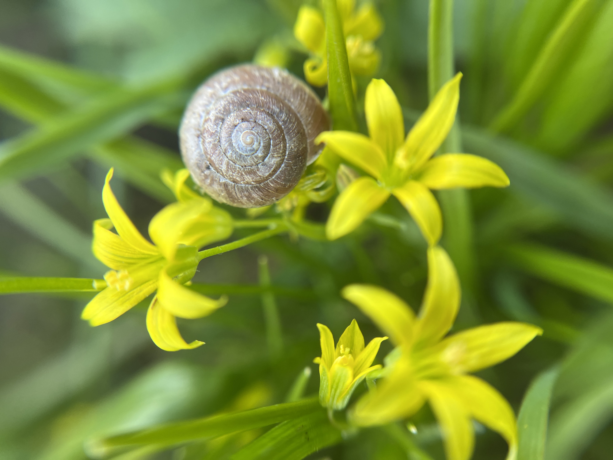 The image features a snail shell resting among bright yellow flowers with six petals each, set against a background of green foliage. The snail shell is light brown with a tightly coiled spiral pattern. The flowers are in various stages of bloom, with one bud partially closed. The scene suggests a natural setting. There is no indication of Zhigalki, Russia, in this image.