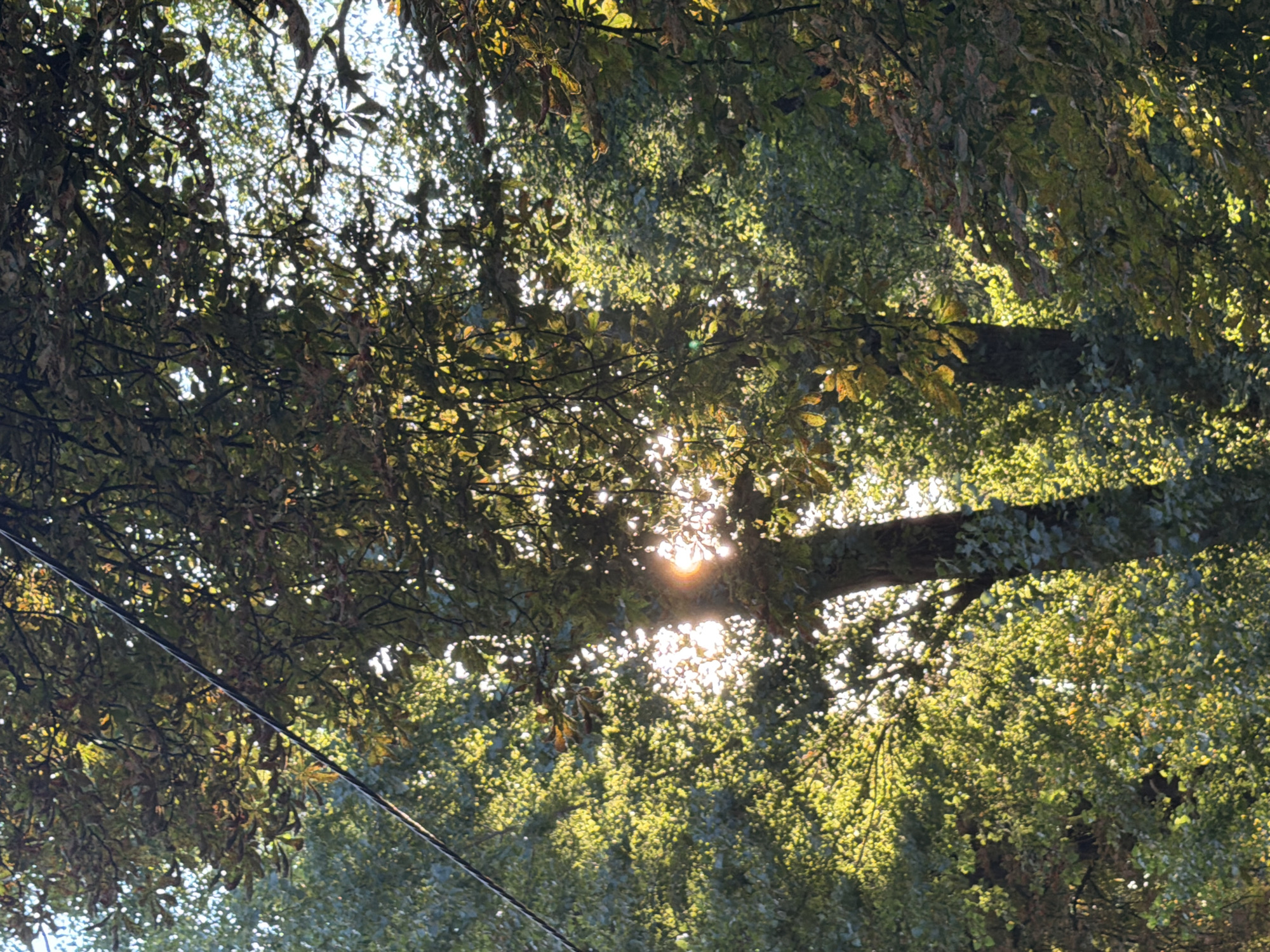 The image shows sunlight filtering through the dense green and yellow foliage of trees, casting dappled light on the branches and leaves. The sun itself is partially obscured by the leaves, creating a bright, hazy effect. A dark, thin cable runs diagonally across the upper left portion of the frame, from the top left corner towards the center. The trees appear to be in a park or wooded area, with the foliage suggesting it may be autumn. The scene is quiet and naturalistic. The location is not specified in the image, and it is impossible to determine that this is in Kyiv, Ukraine from the visual information alone.