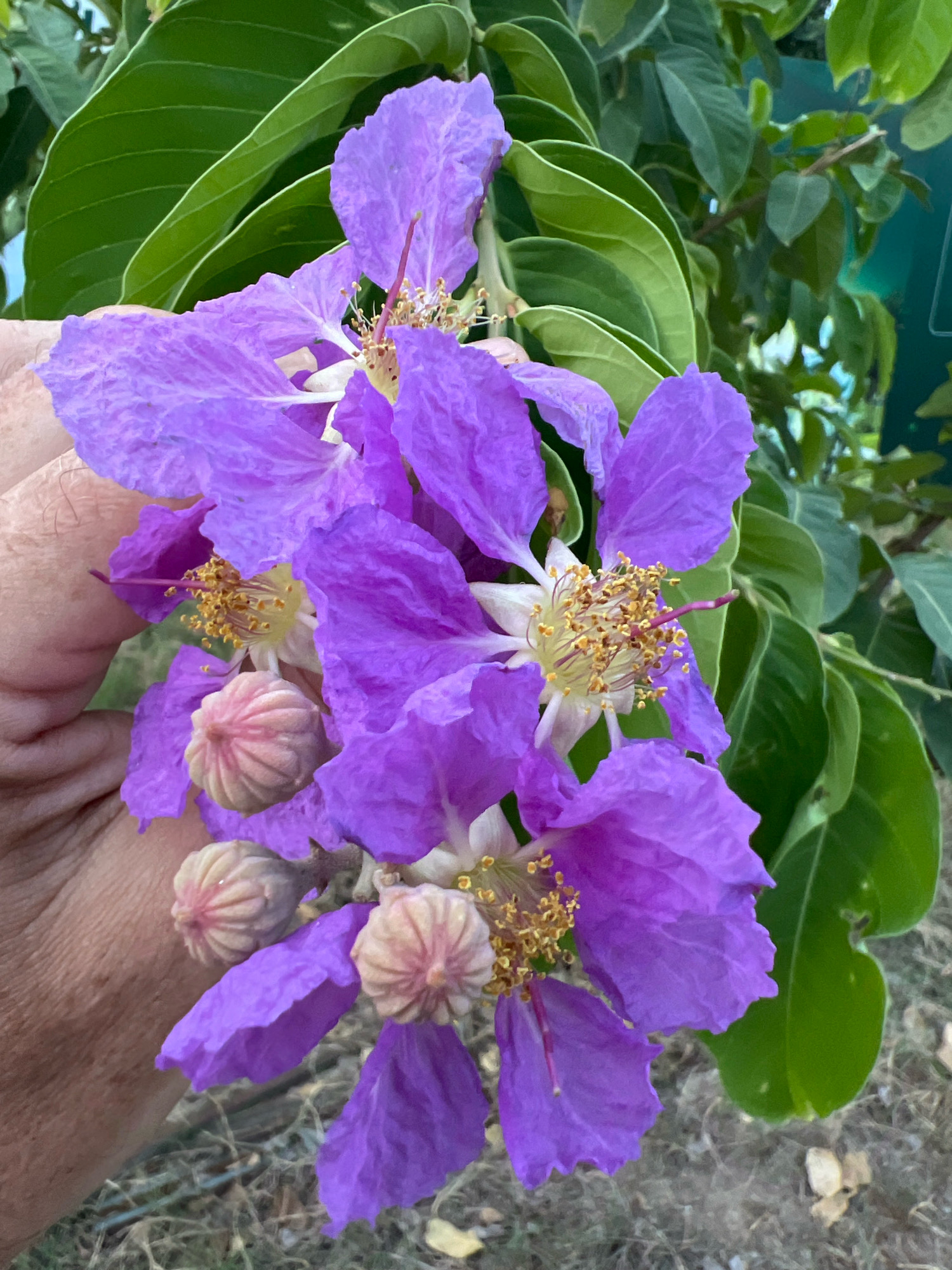 A close-up shot shows a cluster of vibrant purple flowers with yellow stamens, held by a hand. The flowers have delicate, crinkled petals and appear to be in various stages of bloom, with some unopened buds visible. Lush green leaves form the background, and a blurry, greenish object, possibly a sign or another plant, is visible further in the distance. The ground below is covered with dry grass and scattered leaves, suggesting an outdoor setting. The hand holding the flowers has visible wrinkles and skin texture, with a few sparse hairs. The image appears to be taken in Nha Trang, Vietnam, where these flowers are commonly found in gardens and public spaces.