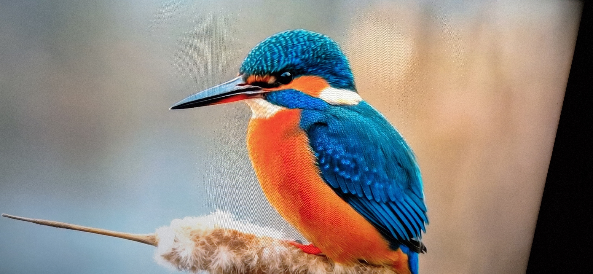 A close-up shot showcases a vibrantly colored kingfisher perched on a cattail. The bird, facing left, has a striking iridescent blue head with black stripes and a prominent long, sharp beak. Its chest and underside are a vivid orange, transitioning to bright blue wings and back. A thin white band separates the blue of its head from its orange throat. The kingfisher's feet are visible, gripping the soft, fuzzy top of the cattail. The background is softly blurred, with a muted gray on the left and a warm, creamy beige on the right. The overall impression is of a detailed portrait of this beautiful bird in its natural habitat.