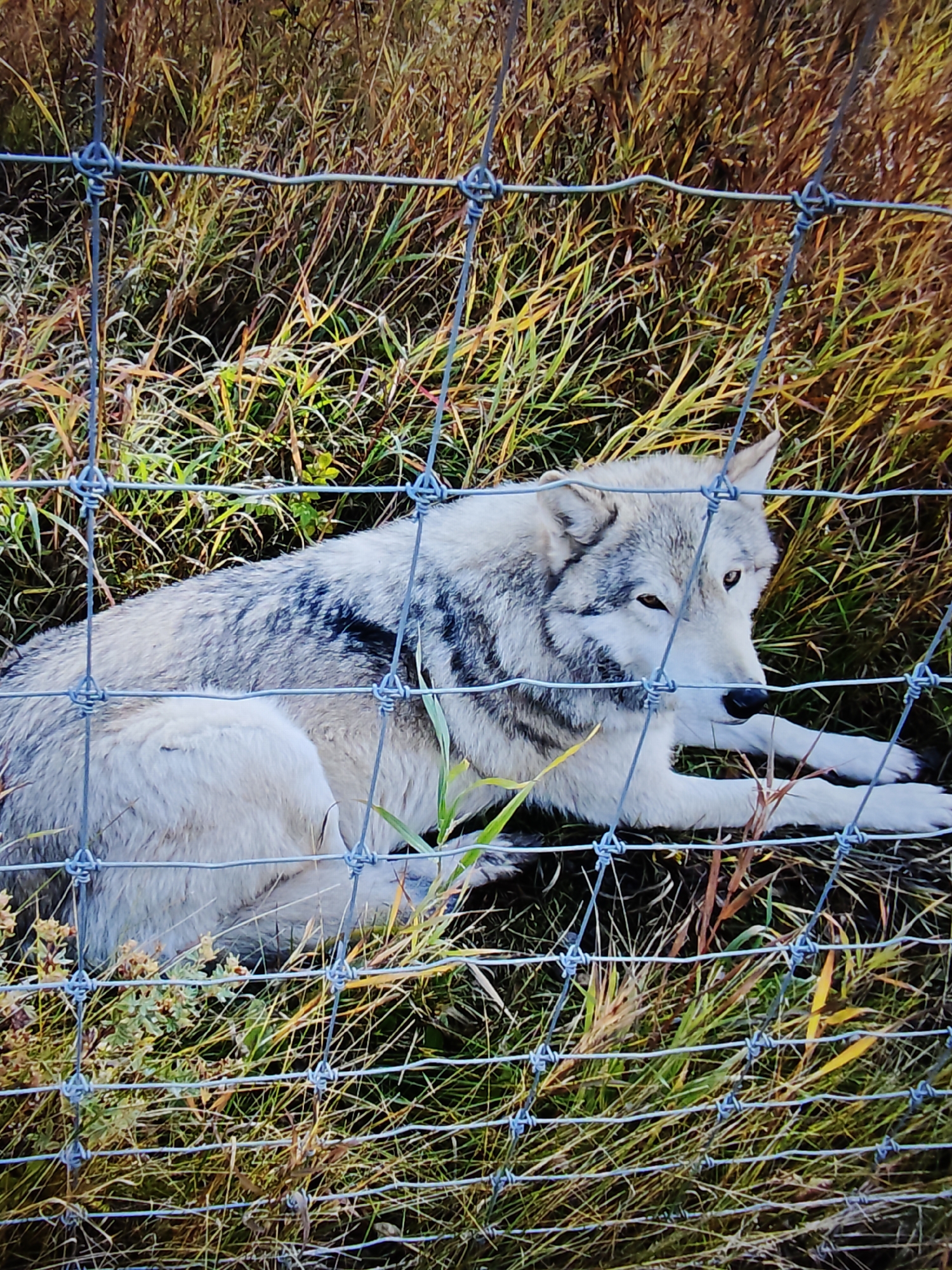 A light-colored wolf with black markings lies down in dry, golden grass behind a chain-link fence. The wolf's head is turned to the right, and its eyes are open. The fence is in the foreground, obscuring part of the wolf's body. The background consists of more dry grass and some green vegetation. The image appears to have been taken outdoors in a natural setting, possibly an enclosure at a wildlife park or zoo. There is no information to suggest this image was taken in Calgary, Canada.
